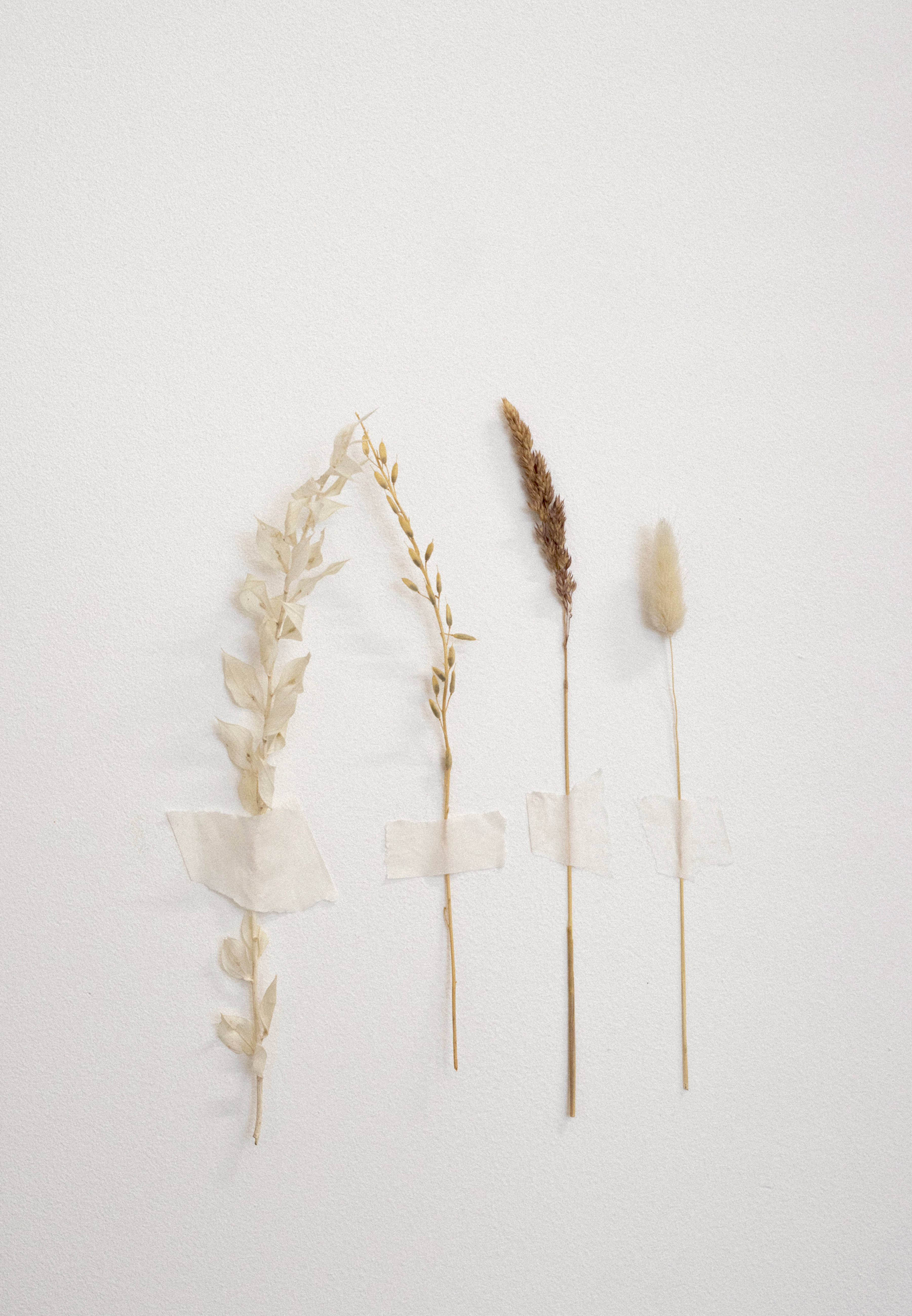 white aesthetic, dried flowers, plain white wall, 5K Phone Wallpaper
