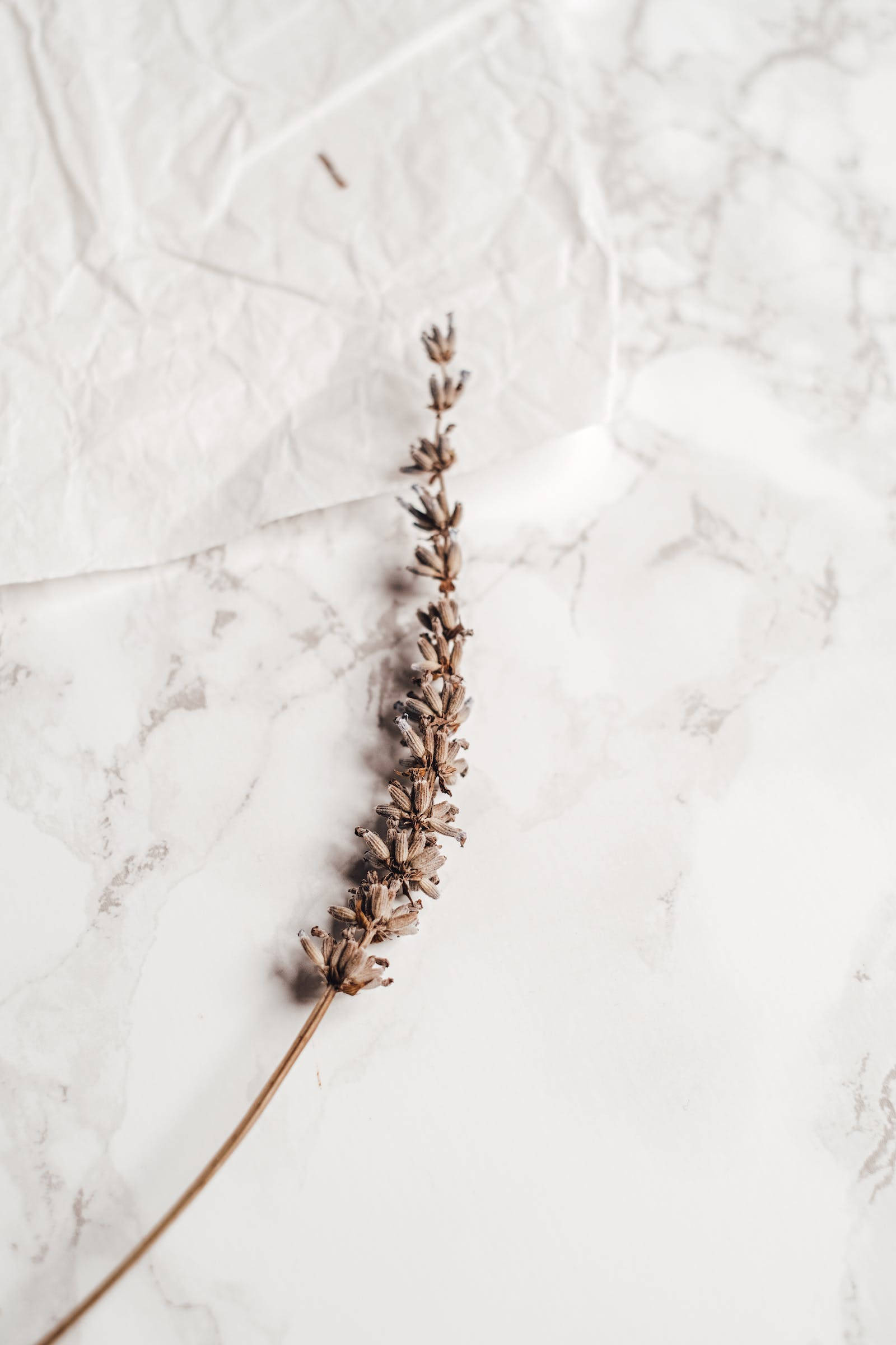 dried lavender sprig, white marble surface, subtle gray veining, Full HD Phone Wallpaper
