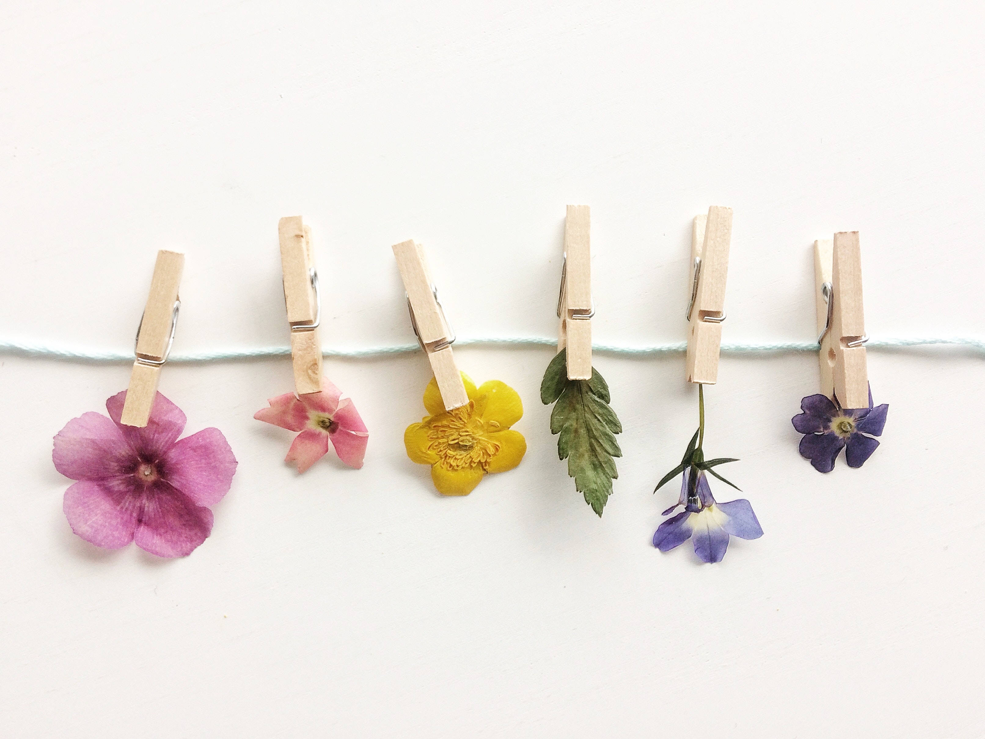 preppy aesthetic, dried flowers, light blue string, 2K Desktop Wallpaper