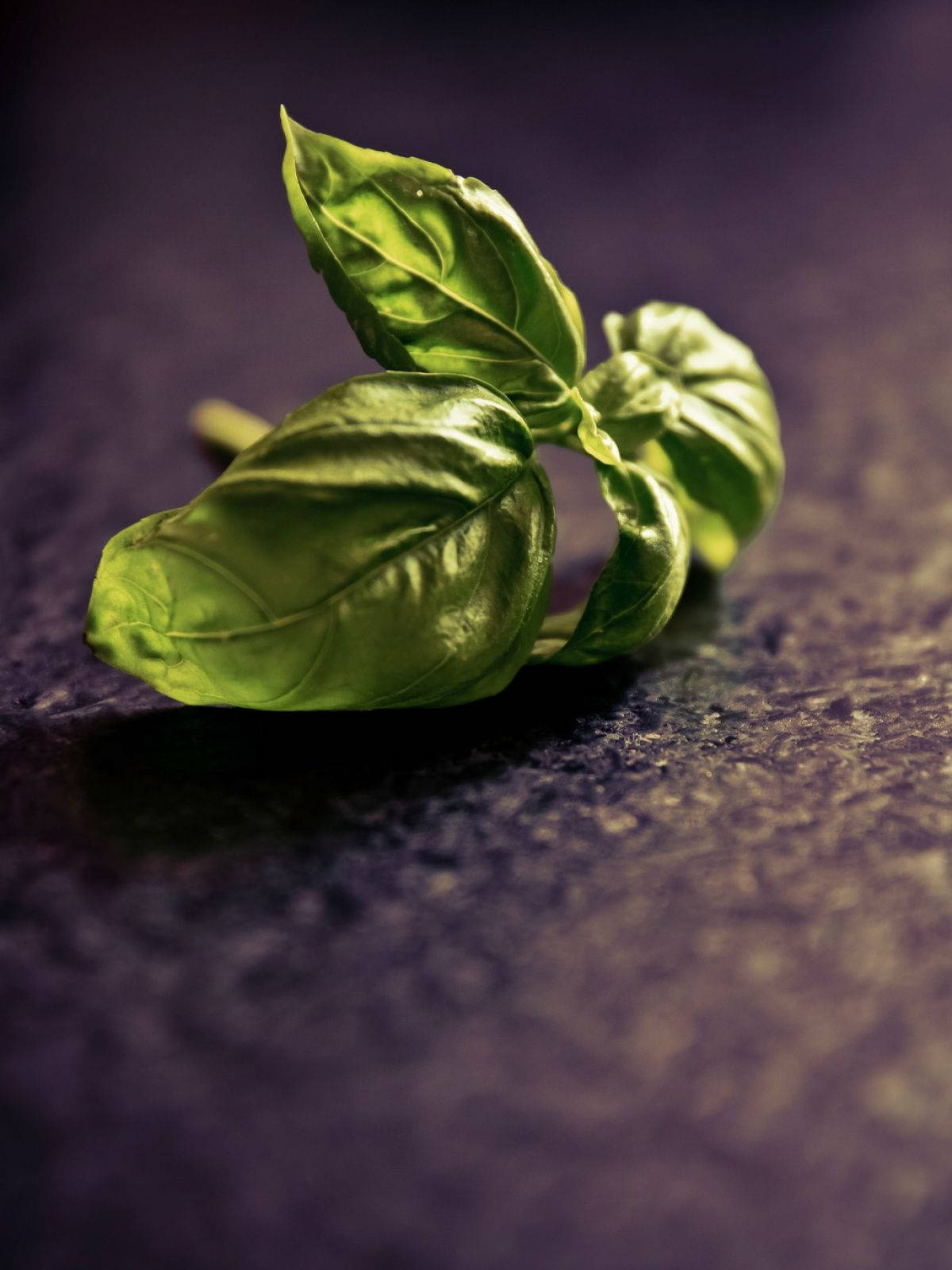 dried basil herb leaves, vibrant green, glossy leaves, HD Phone Wallpaper