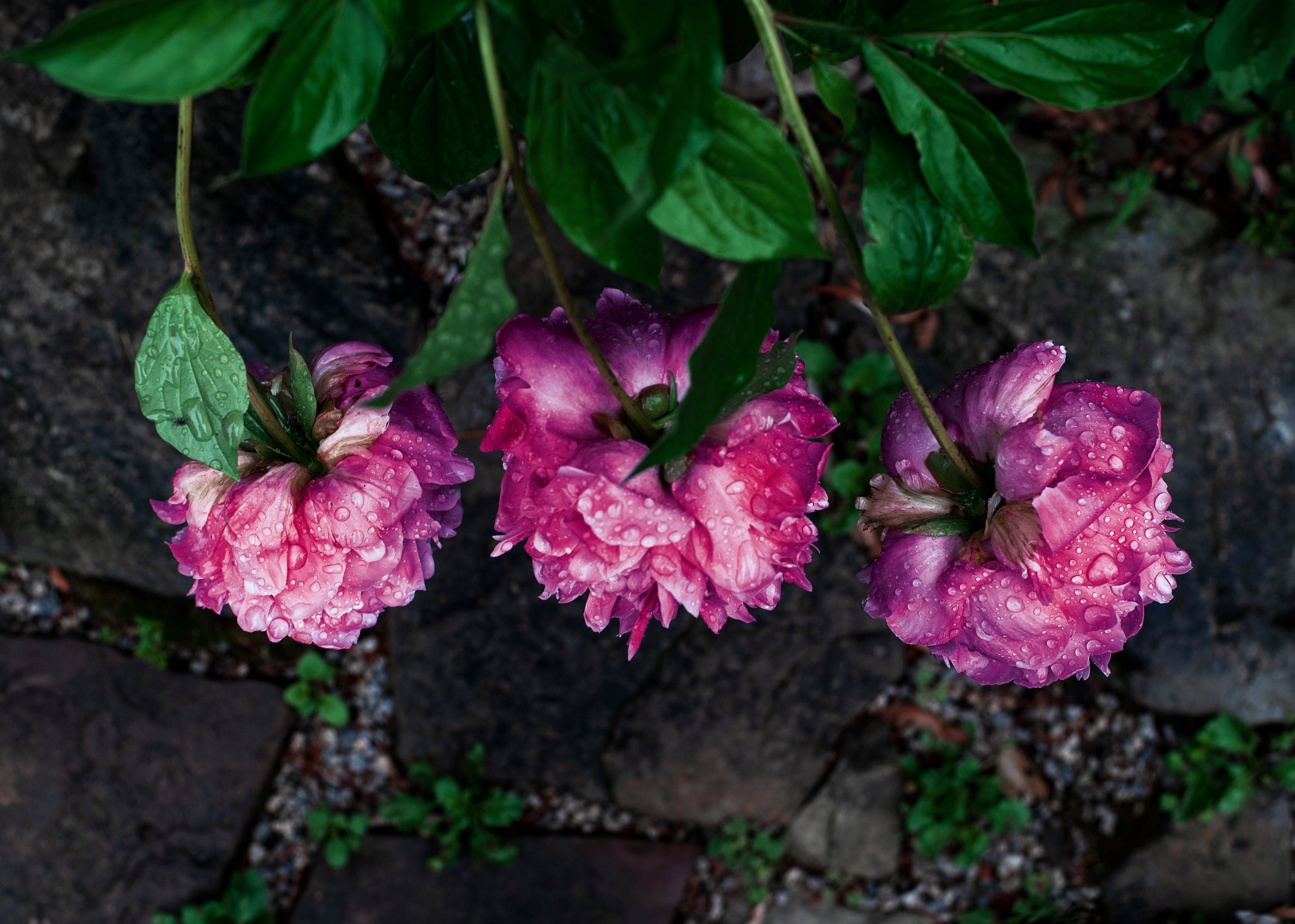 pink peonies, dew droplets, mossy stone path, 5K Desktop Wallpaper