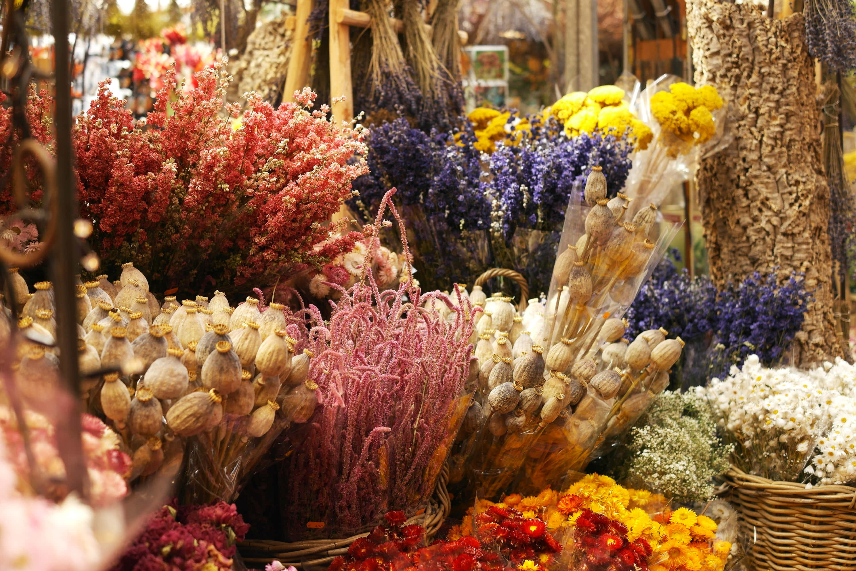 dried flowers, red, purple, 2K Desktop Wallpaper