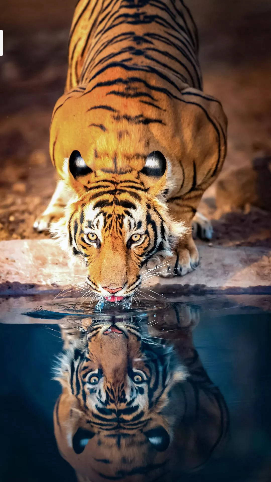 tiger, pond, reflection, Full HD Phone Wallpaper