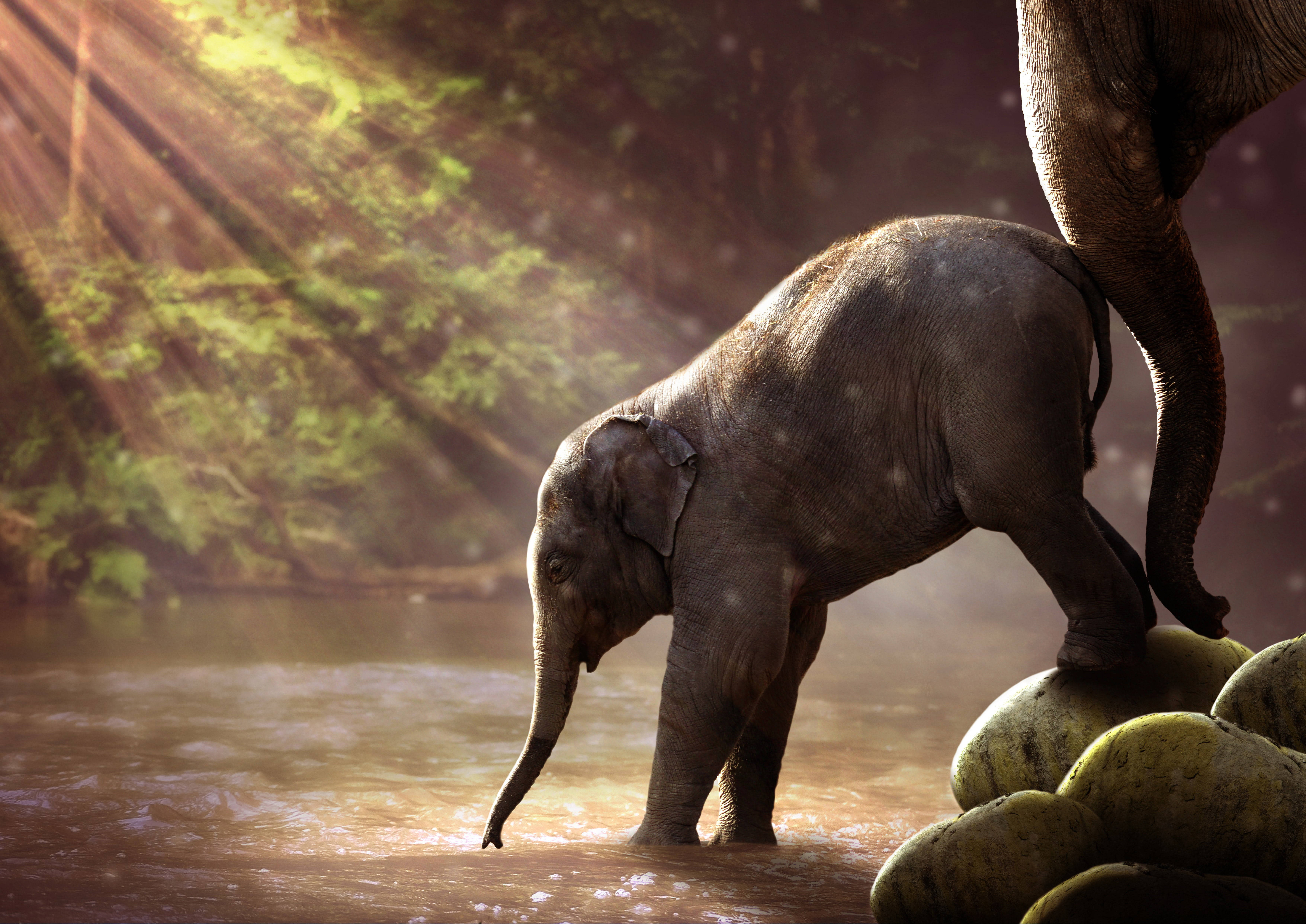 cute baby elephant, drinking water, river, 5K Desktop Wallpaper