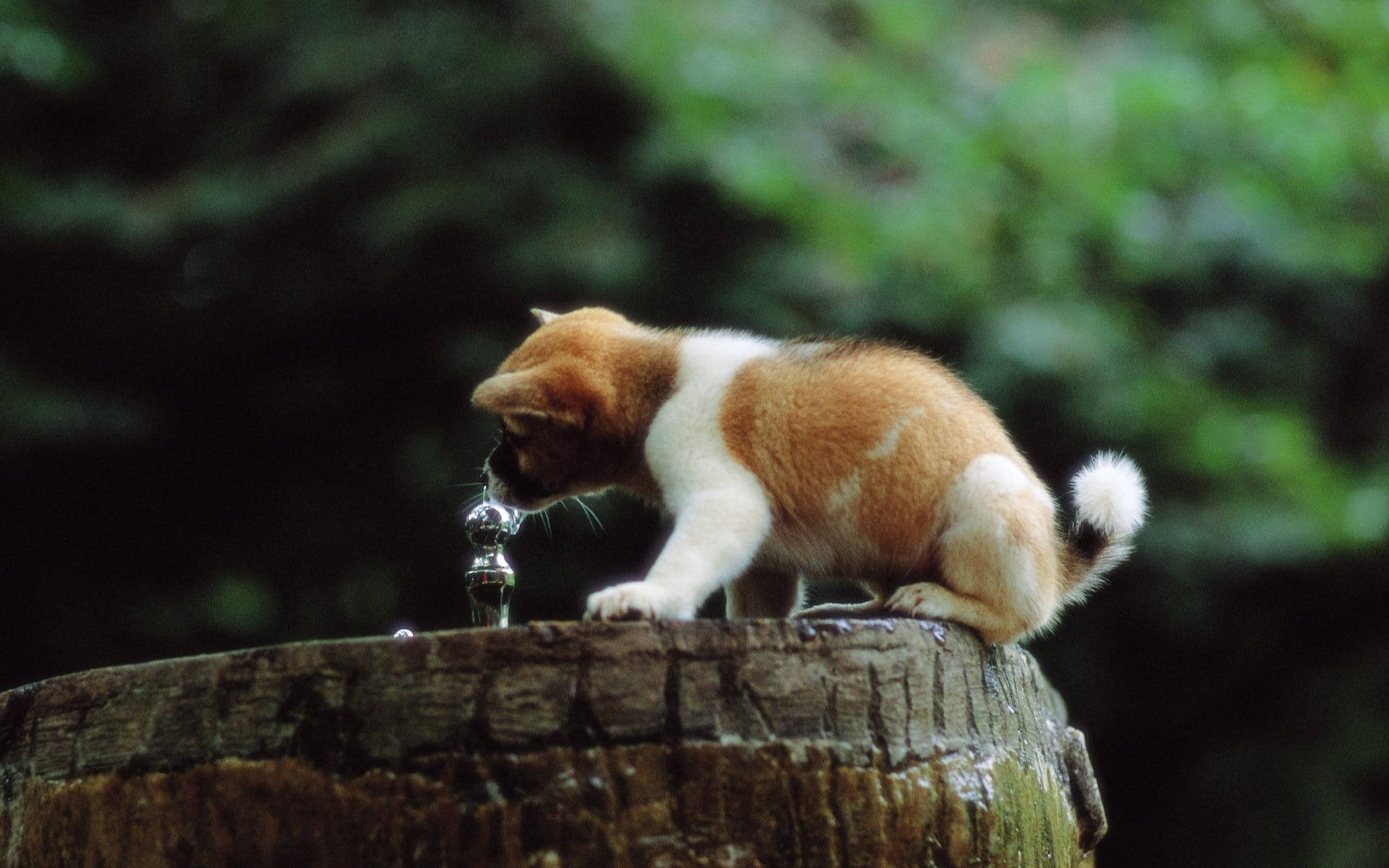 puppy, shiny metal fountain, weathered tree stump, Full HD Desktop Wallpaper