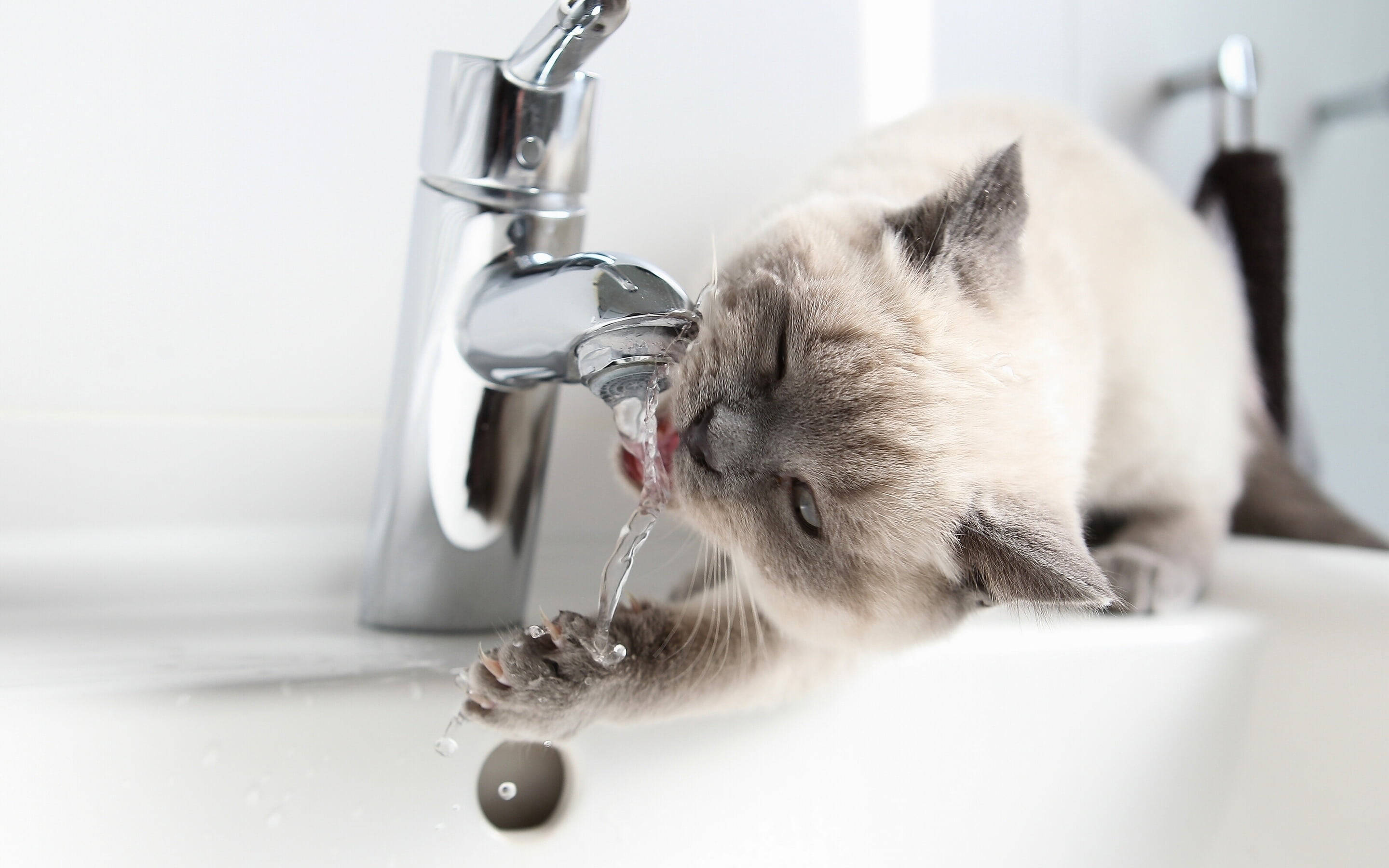 siamese cat, chrome faucet, white bathroom sink, 2K Desktop Wallpaper