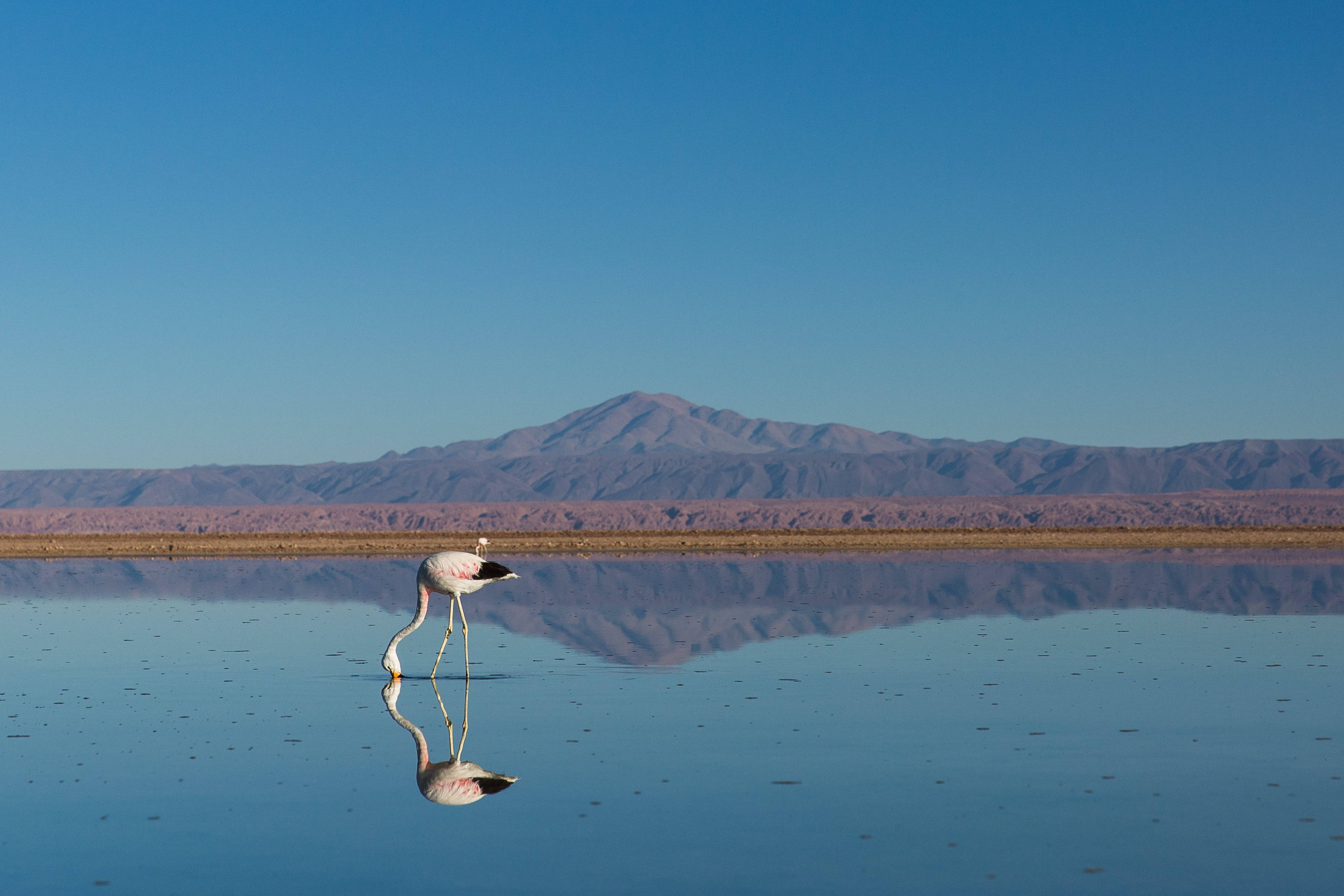 flamingo birds, pink flamingo, calm waters, 2K Desktop Wallpaper