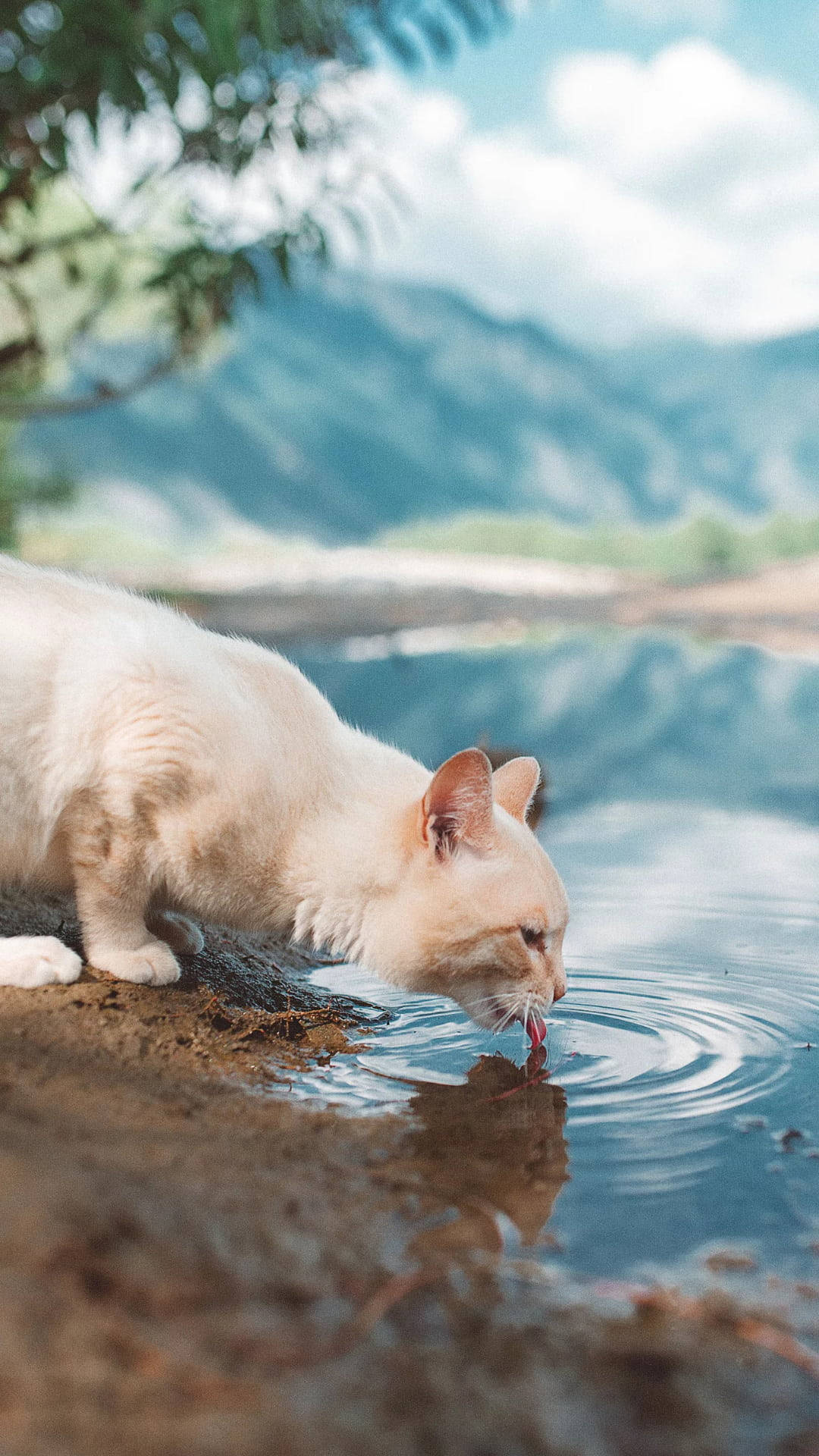 white cat, cream cat, calm lake, Full HD Phone Wallpaper