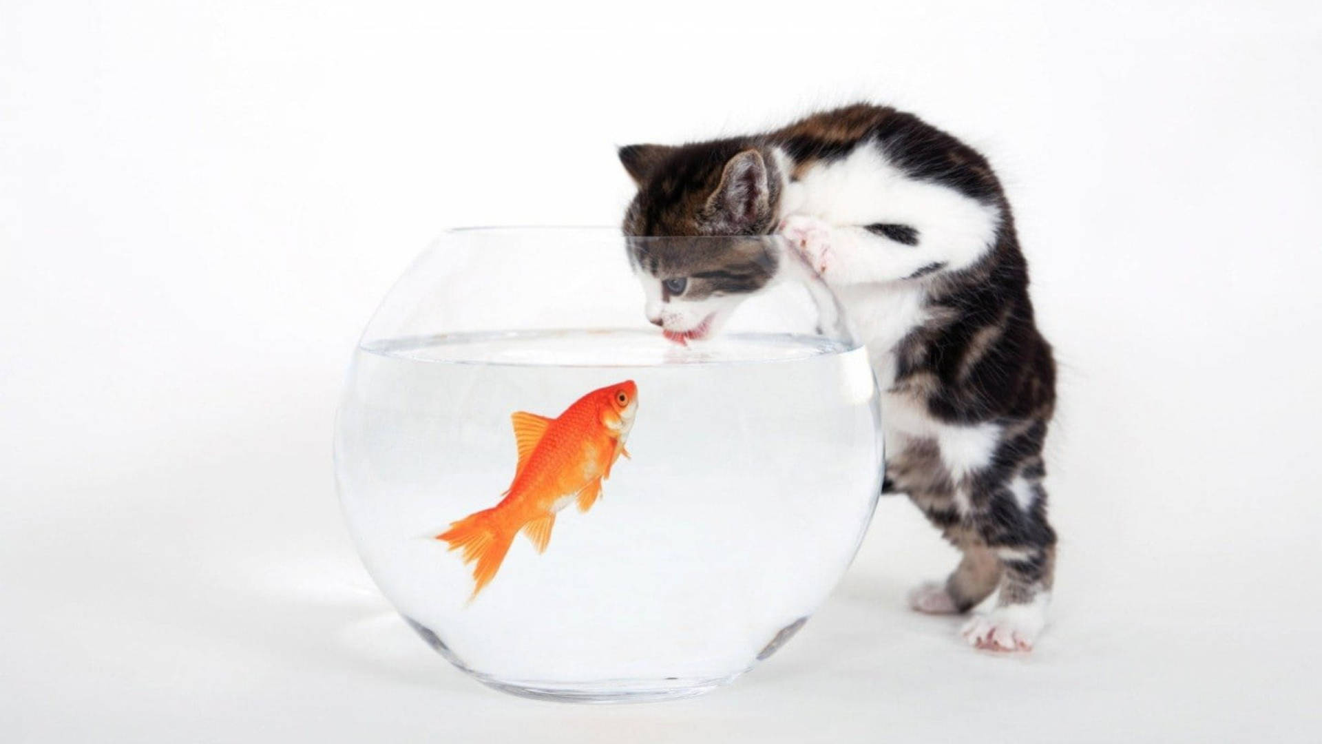 tabby kitten, glass bowl, bright orange goldfish, Full HD Desktop Wallpaper
