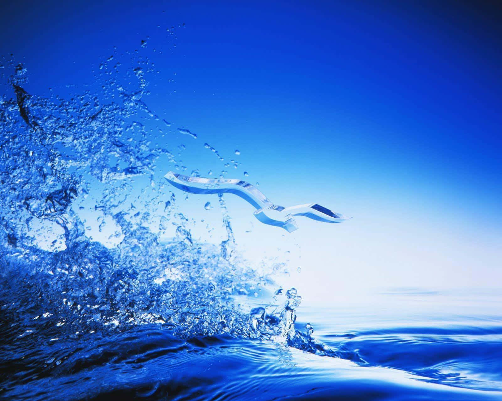 Hydration, 1600 x 1280, seagull, HD Desktop Wallpaper