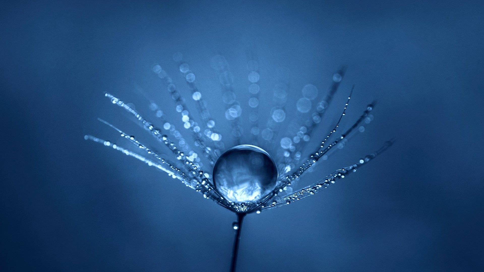 drippy, water droplet, dandelion seed head, Full HD Desktop Wallpaper