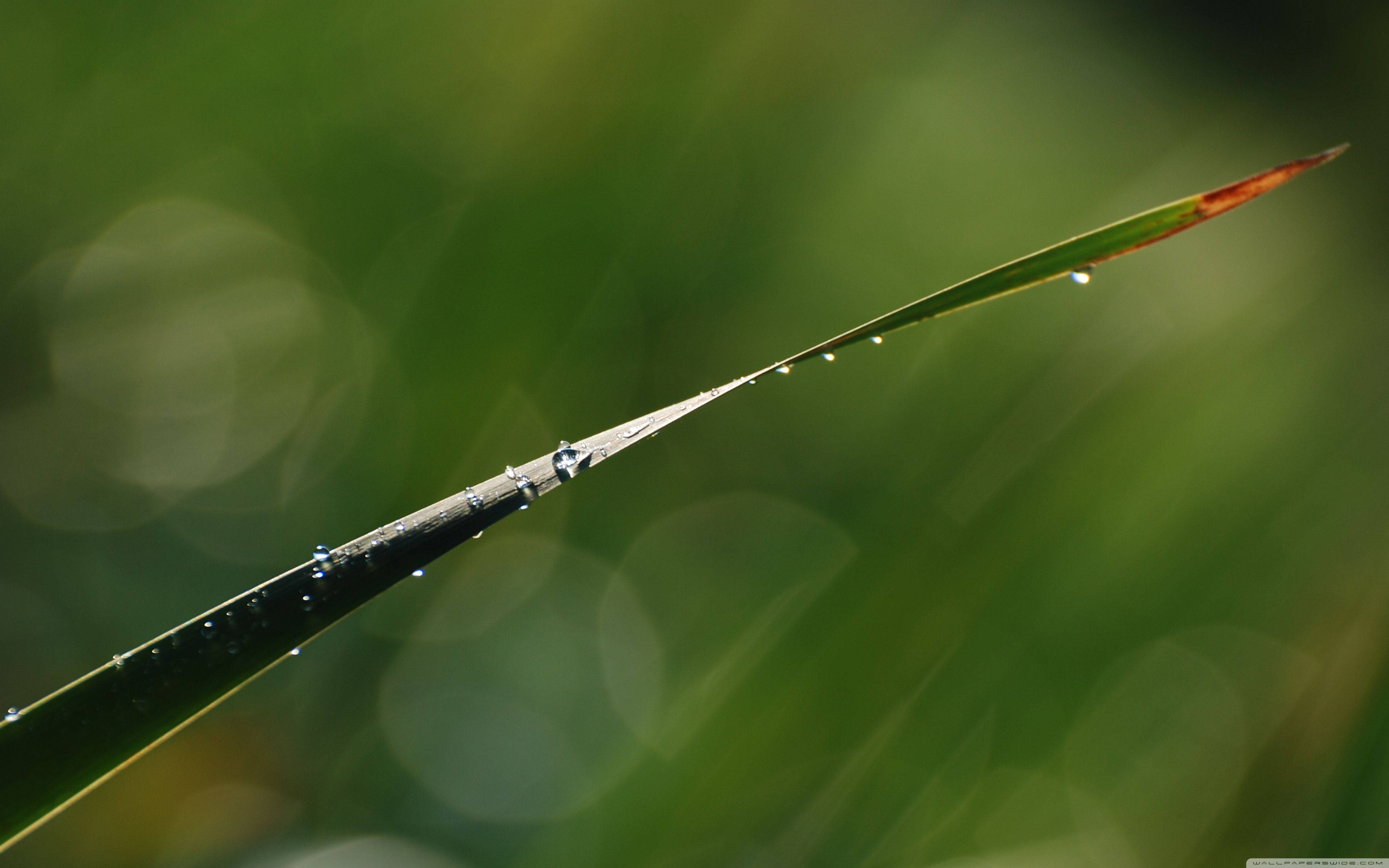 drippy plant water drops, grass blade, dew drops, 4K Desktop Wallpaper