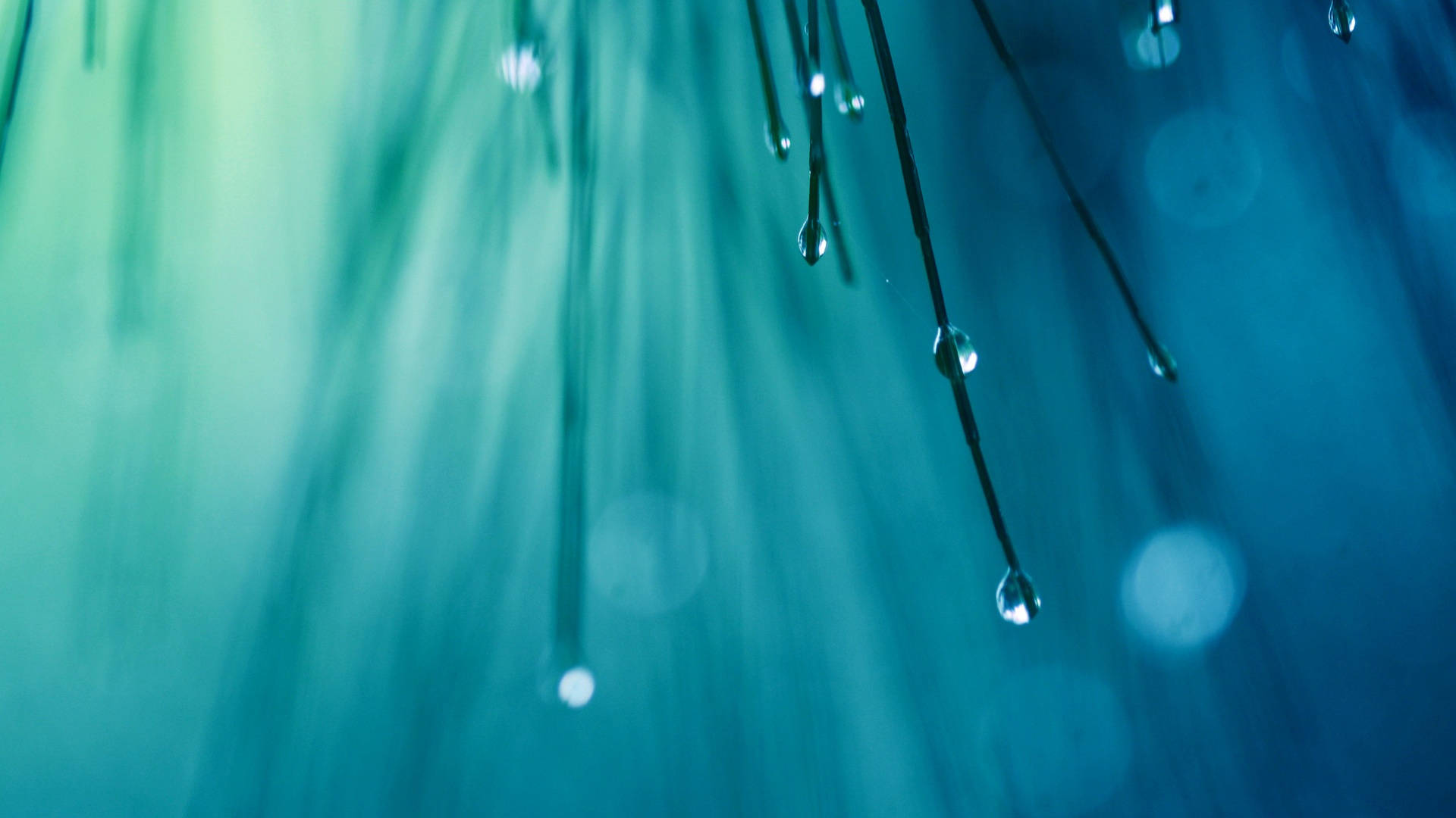 drippy, raindrops, plants, Full HD Desktop Wallpaper