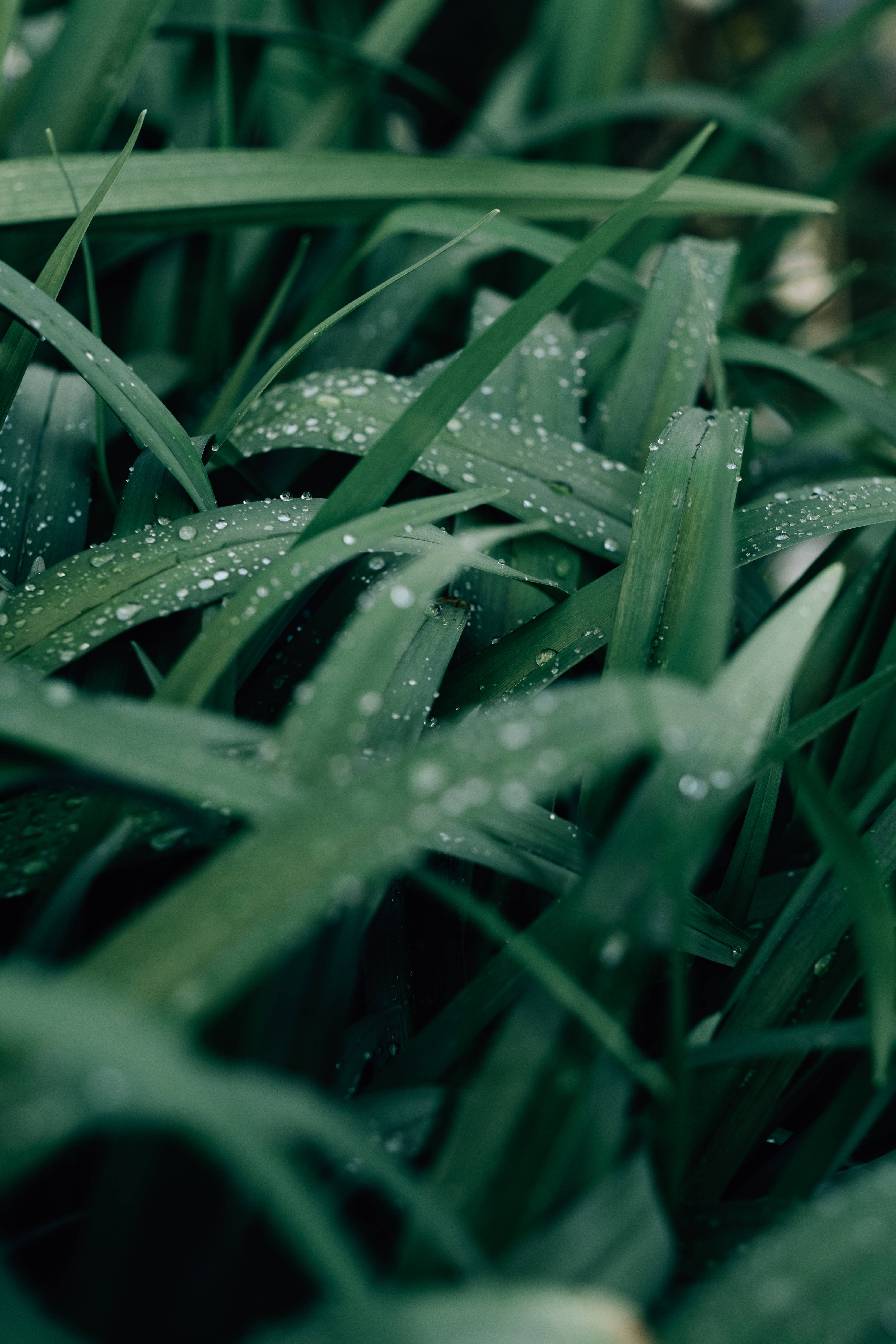 water droplets, grass, dewdrops, 5K Phone Wallpaper