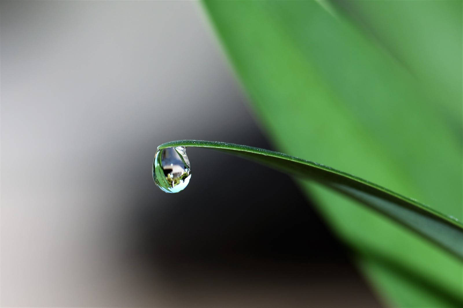 water droplet, leaf tip, vibrant green leaf, HD Desktop Wallpaper