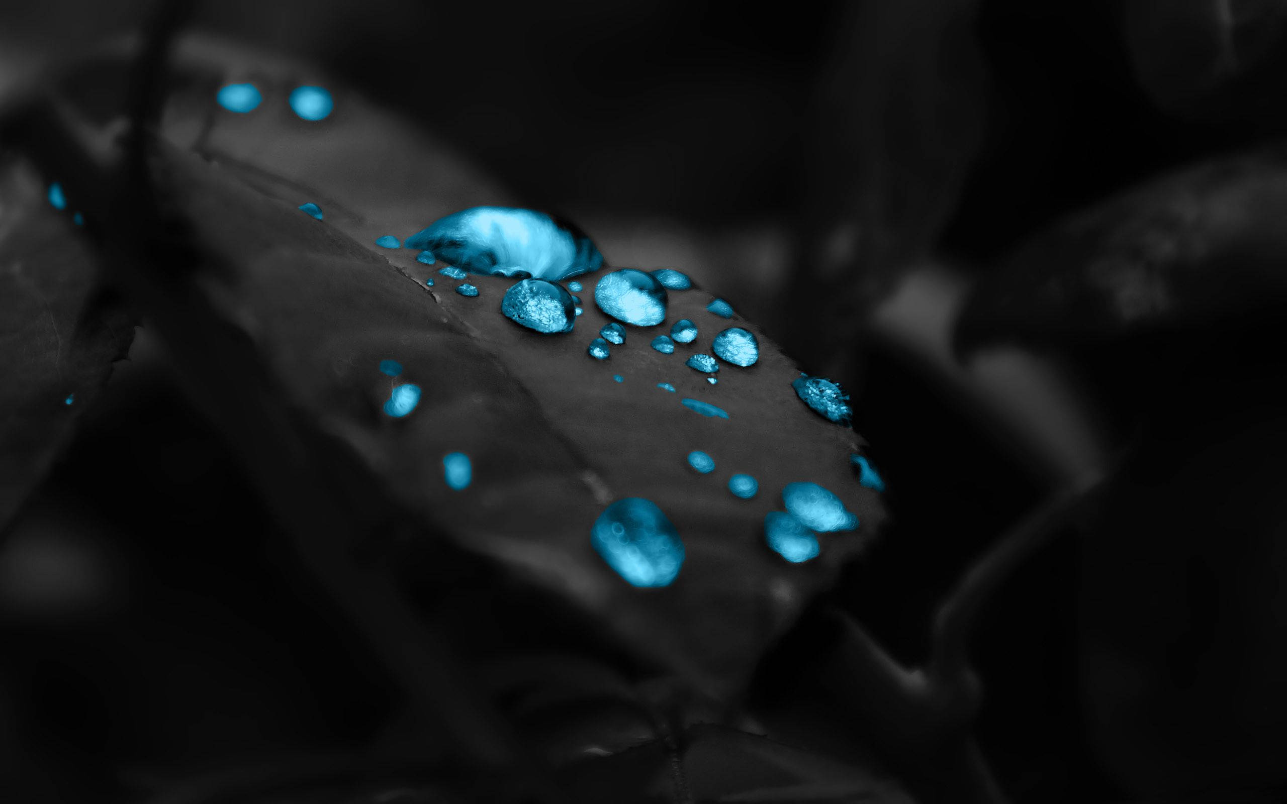 blue raindrops, black surface, dark leaf, 2K Desktop Wallpaper