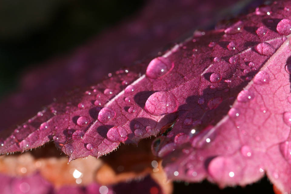 water droplets, purple leaf, deep magenta leaf, SD Desktop Wallpaper