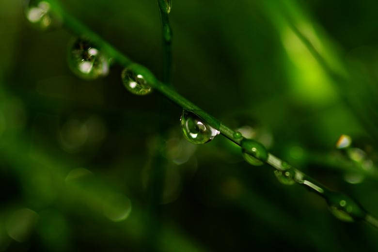 water droplets, grass, dewdrops, SD Desktop Wallpaper