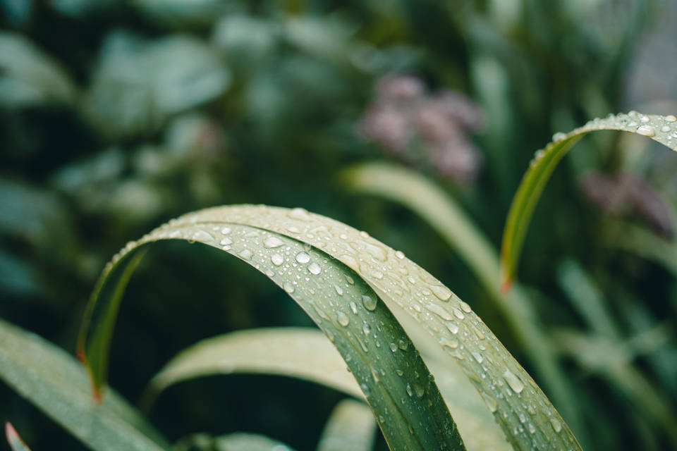water droplets, garden plants, curved green grass blades, SD Desktop Wallpaper