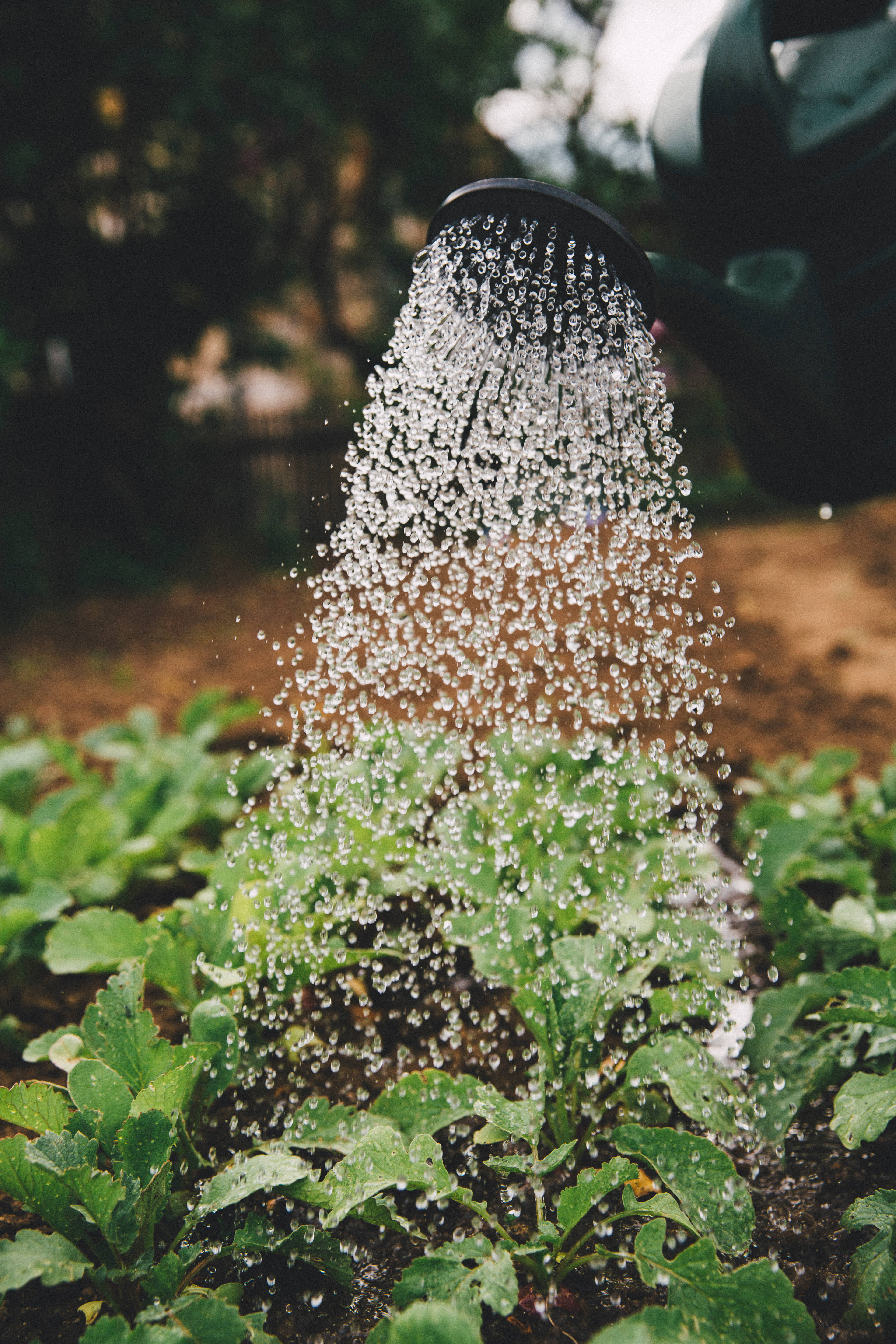 black watering can, water droplets, lush green leafy plants, 5K Phone Wallpaper