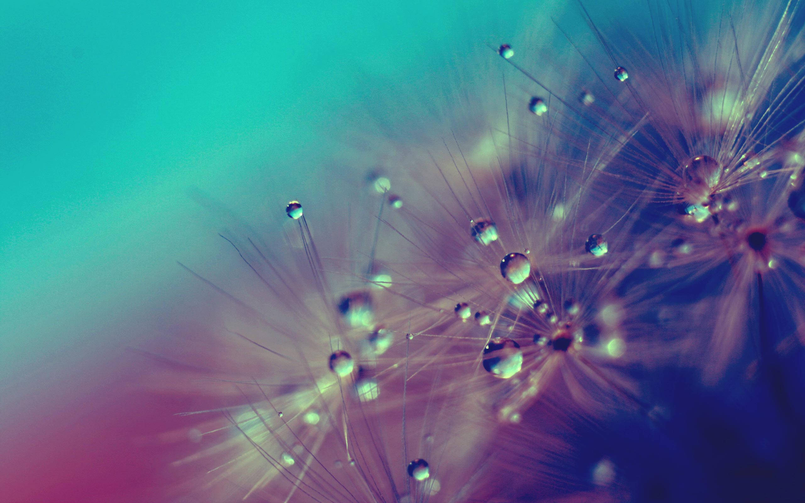 dandelion, water droplets, dewdrops, 2K Desktop Wallpaper