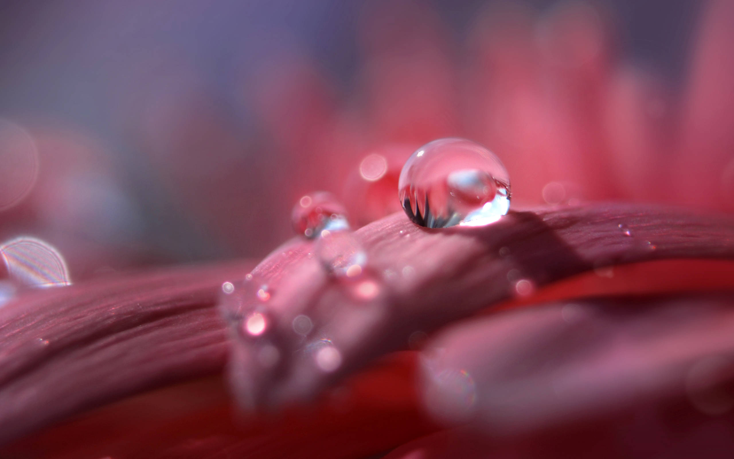 Nature Droplets, LG Stock, velvety red petal, 2K Desktop Wallpaper