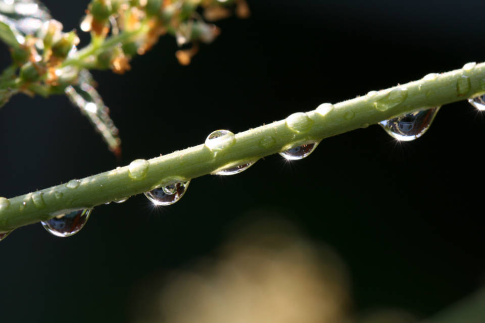 water droplets, vibrant green plant stem, dark blurred background, SD Desktop Wallpaper