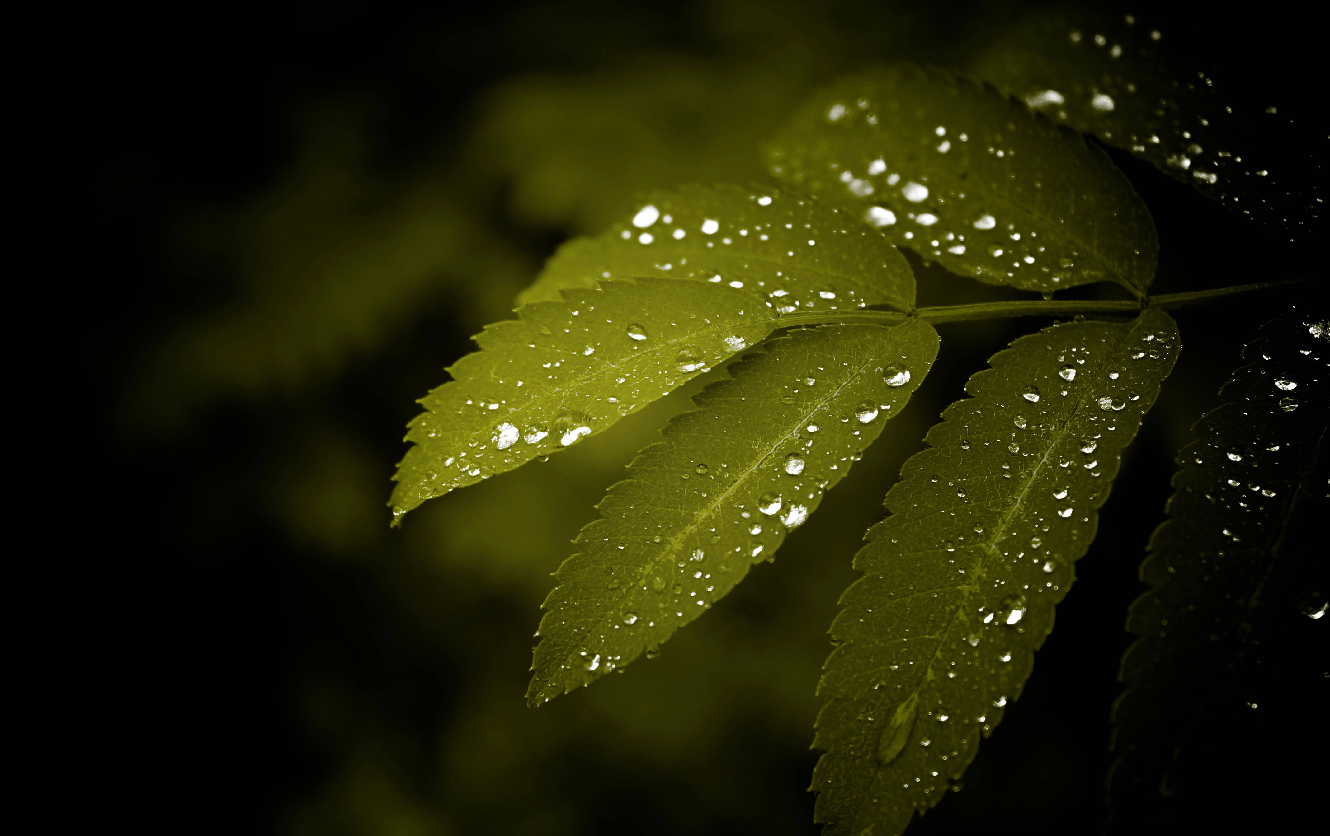 water droplets, vibrant green leaves, dark blurred background, 4K Desktop Wallpaper