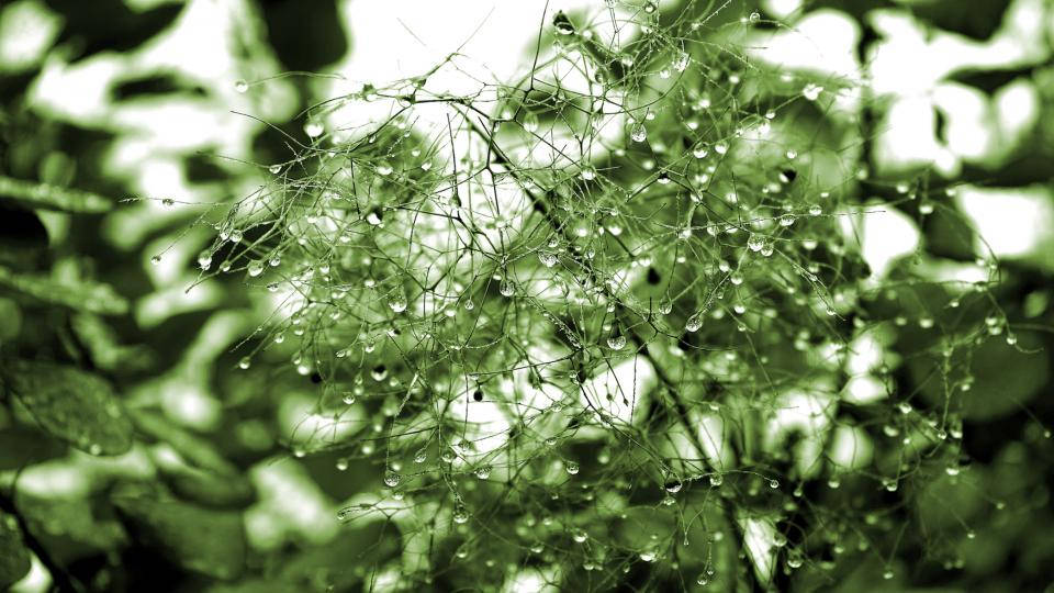 water droplets, thin branches, delicate green stems, SD Desktop Wallpaper
