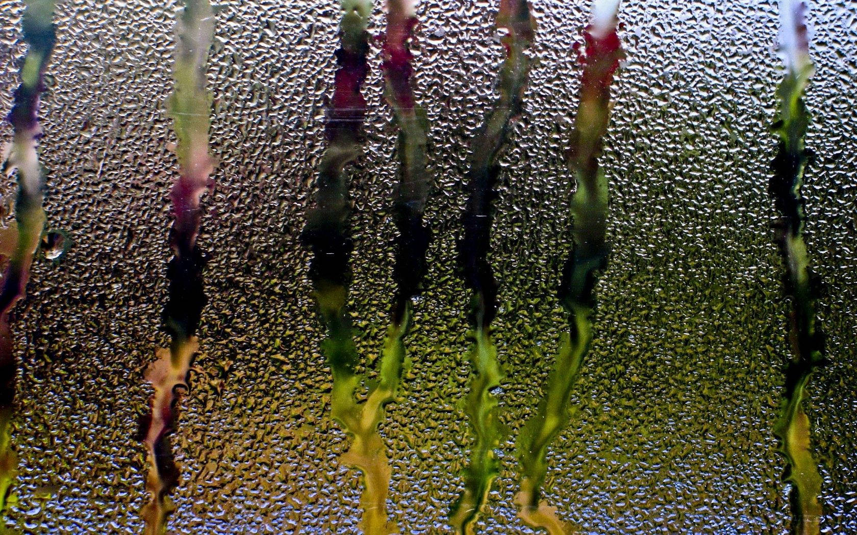glass pane, raindrops, streetlights, HD Desktop Wallpaper