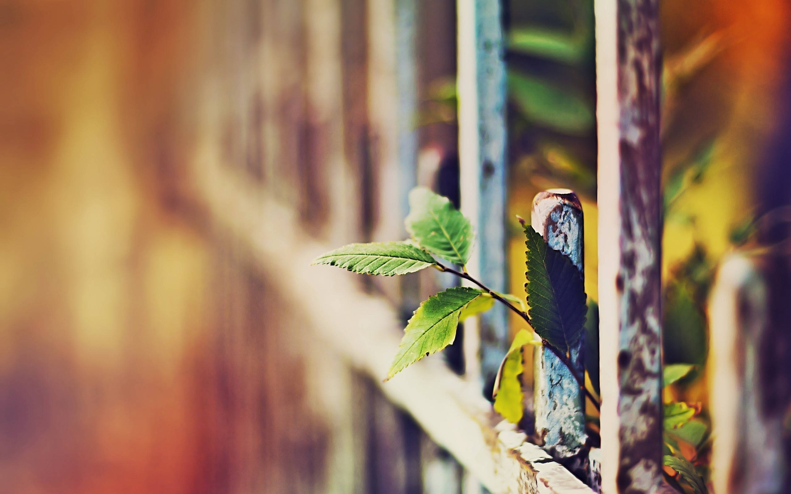 DSLR Blur, plant, fence, 2K Desktop Wallpaper