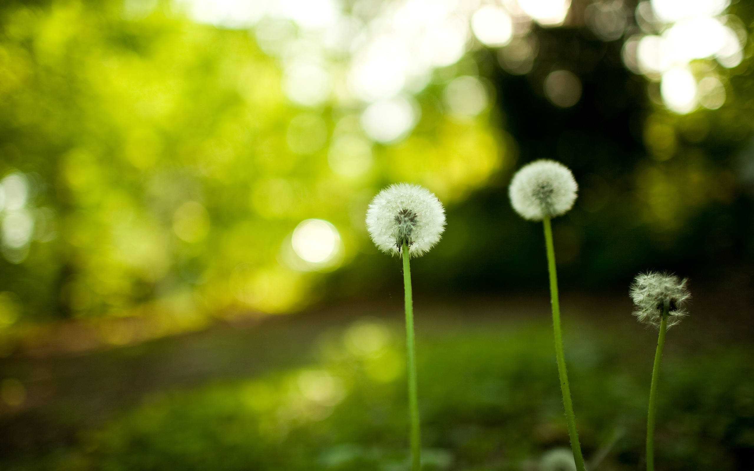 dslr blur, dandelions, soft sunlight, 2K Desktop Wallpaper