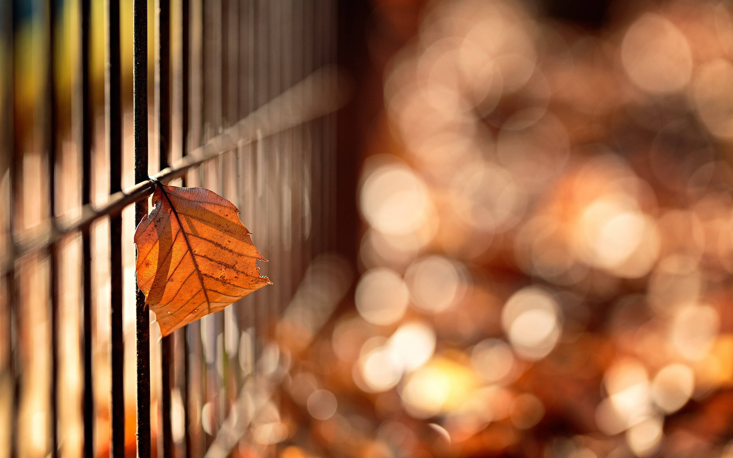 dslr blur, autumn leaf, amber leaf, 2K Desktop Wallpaper