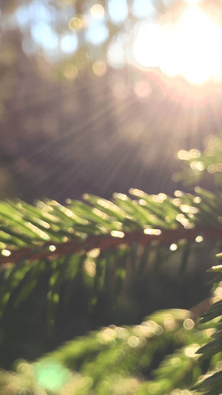 DSLR Blur, pine leaf, sunlight beams, HD Phone Wallpaper