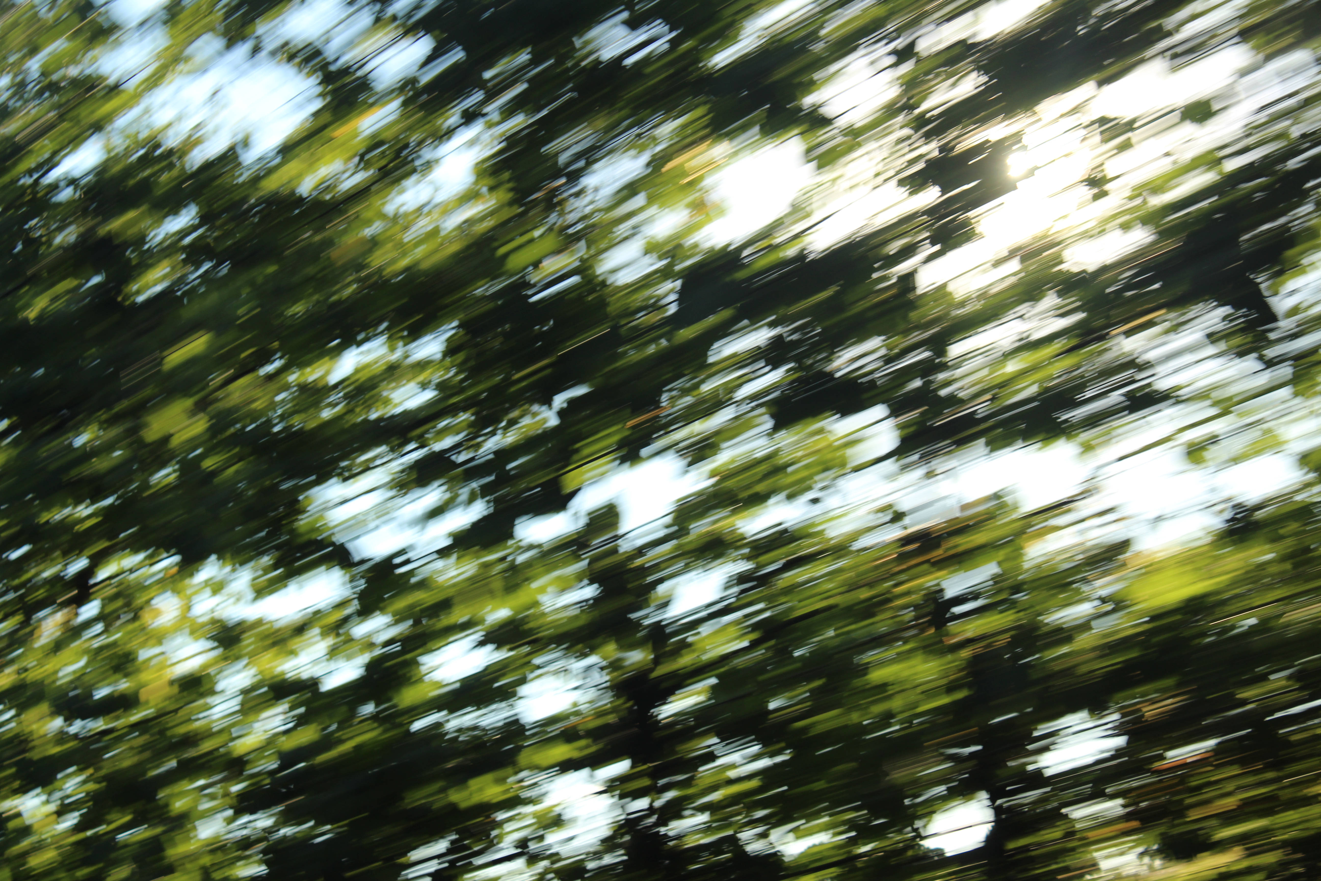 DSLR Blur, leaves, sunlit green foliage, 5K Desktop Wallpaper