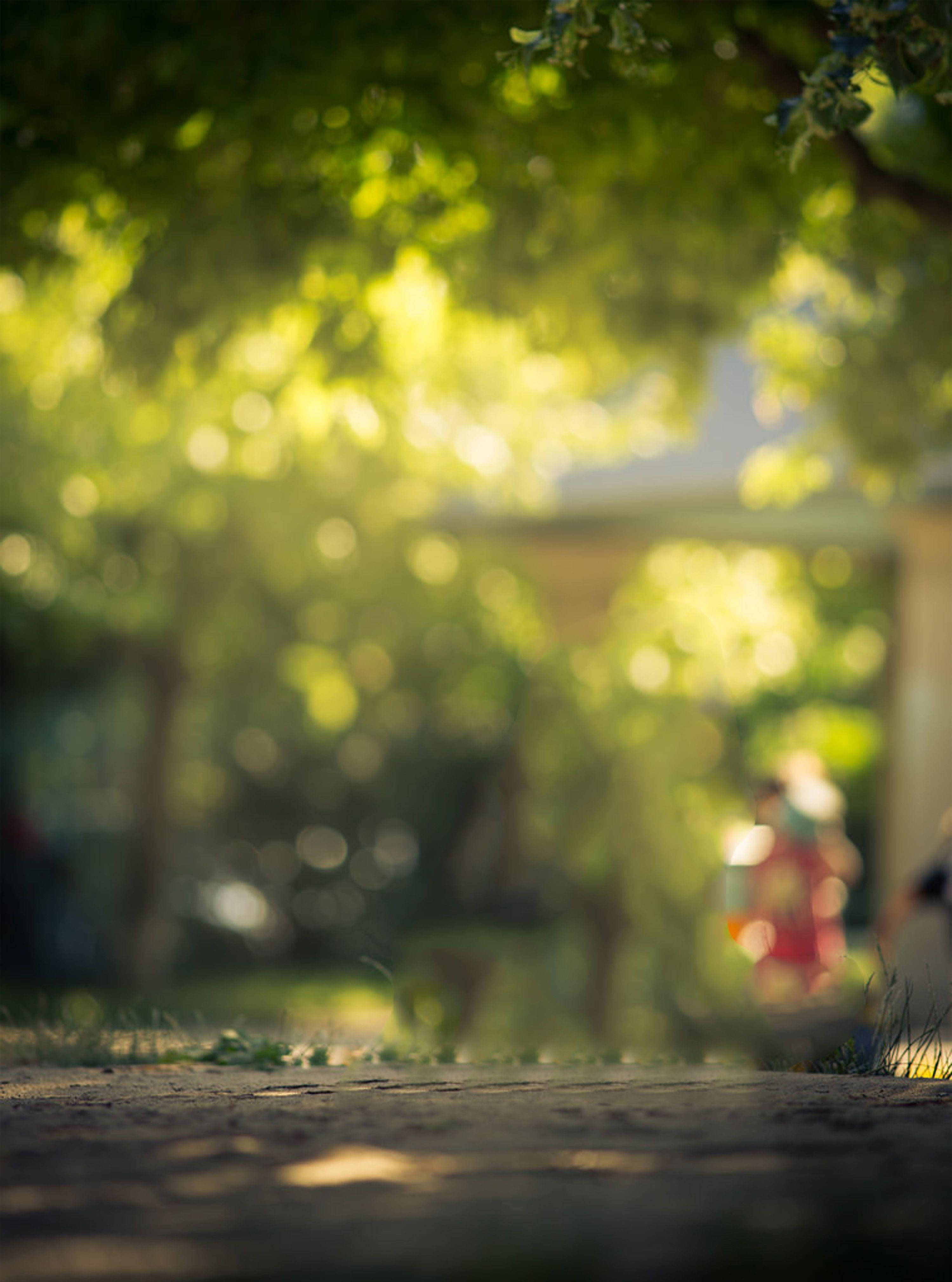 DSLR Blur, sunlight, lush green leaves, 4K Phone Wallpaper
