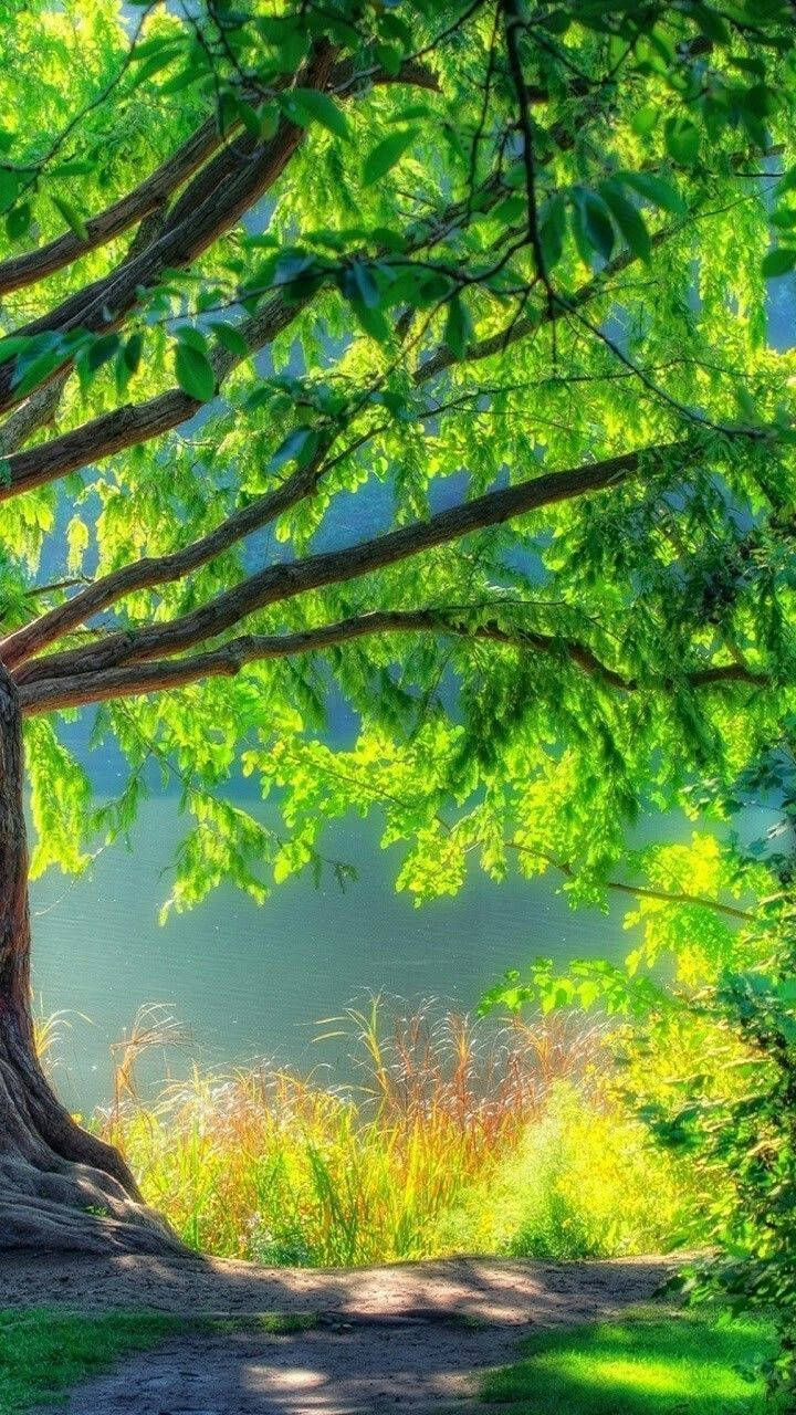 DSLR Blur, tree, sunlight, HD Phone Wallpaper