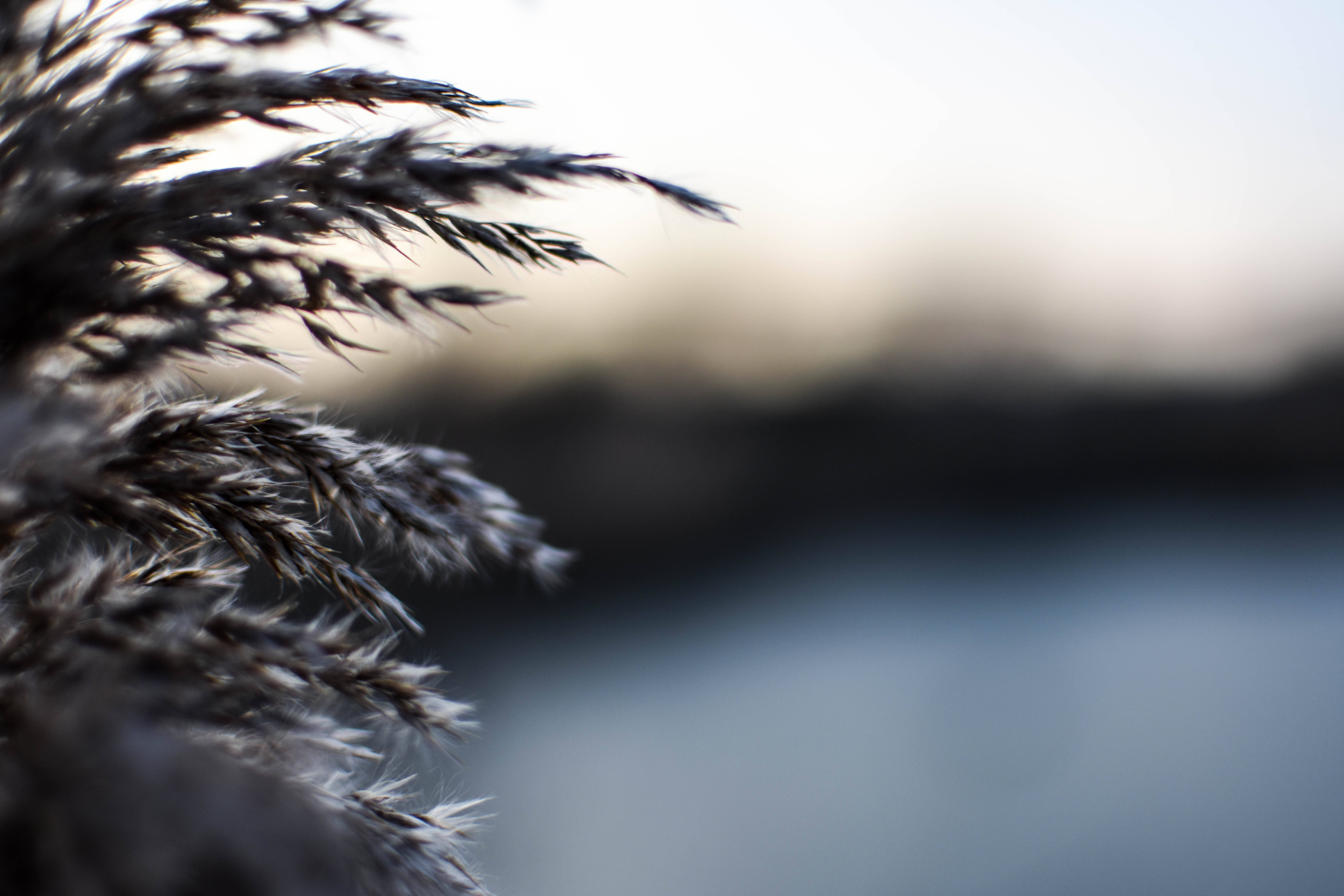 DSLR Blur, gray leaves, feathery reeds, 5K Desktop Wallpaper