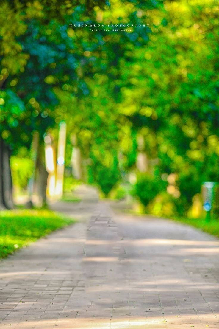 DSLR, sunlit tree-lined path, lush green park, SD Phone Wallpaper
