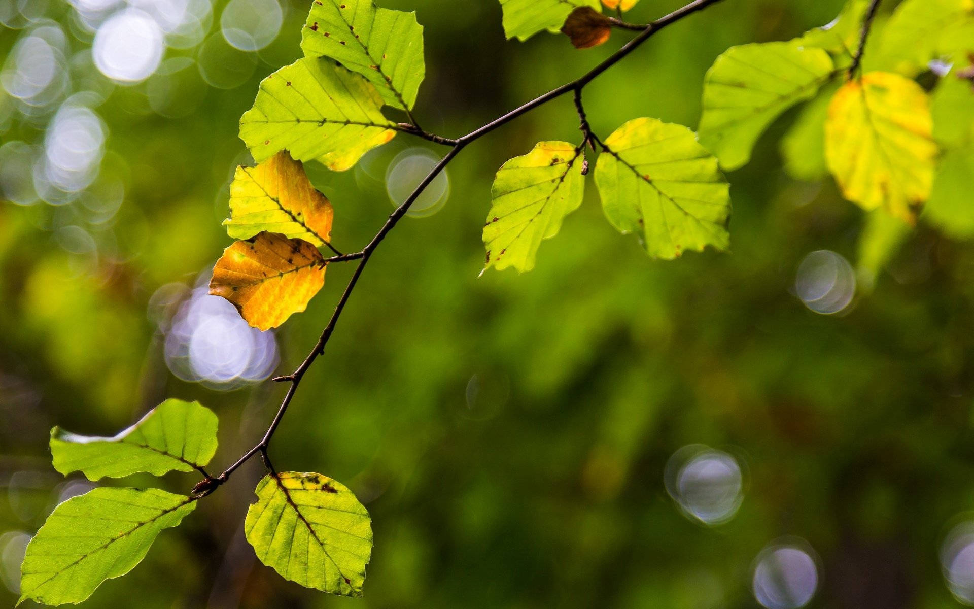 dslr blur, beech tree leaves, sunlight, Full HD Desktop Wallpaper