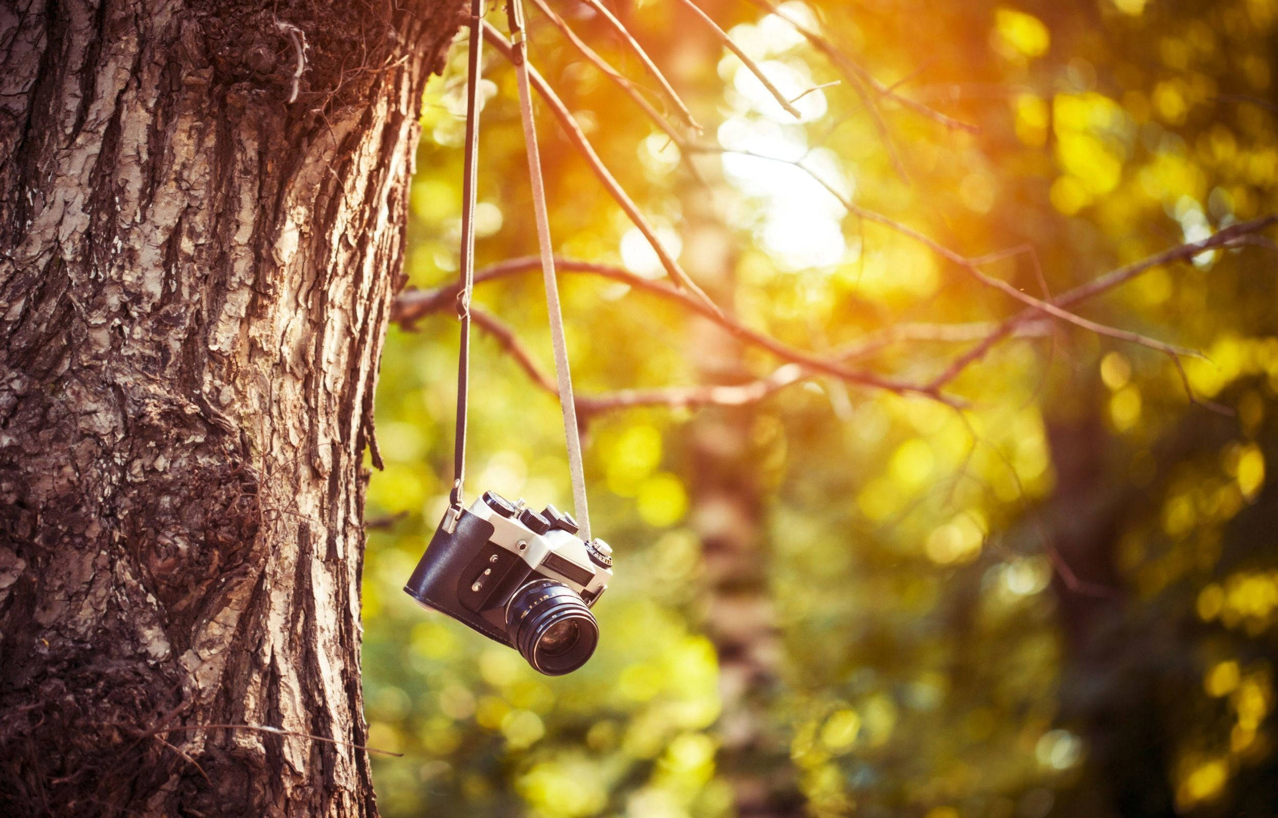 DSLR Blur Retro Camera, vintage camera, tree branch, Full HD Desktop Wallpaper