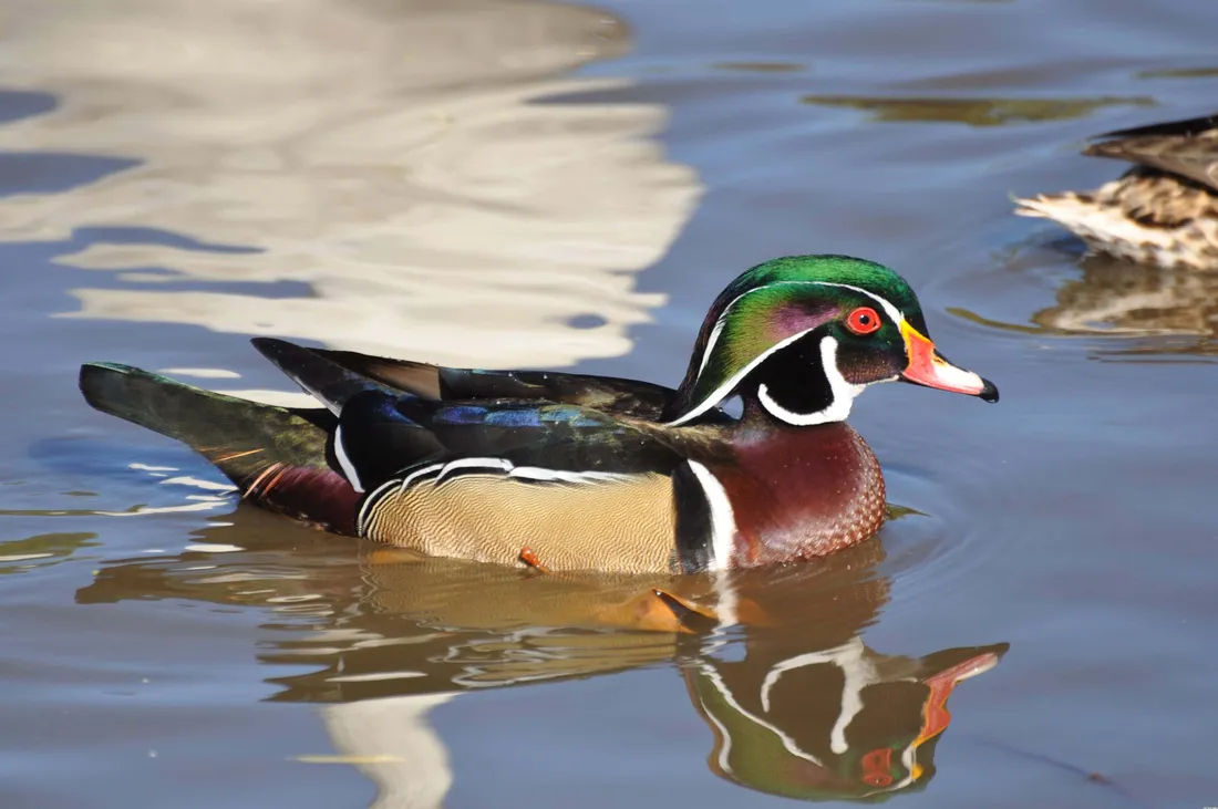 Duck Hunt