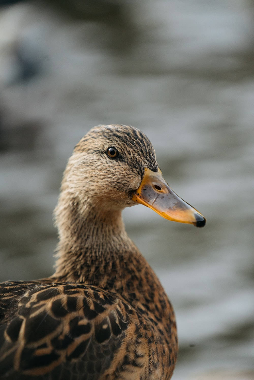 female mallard duck, brown feathers, orange beak, HD Phone Wallpaper