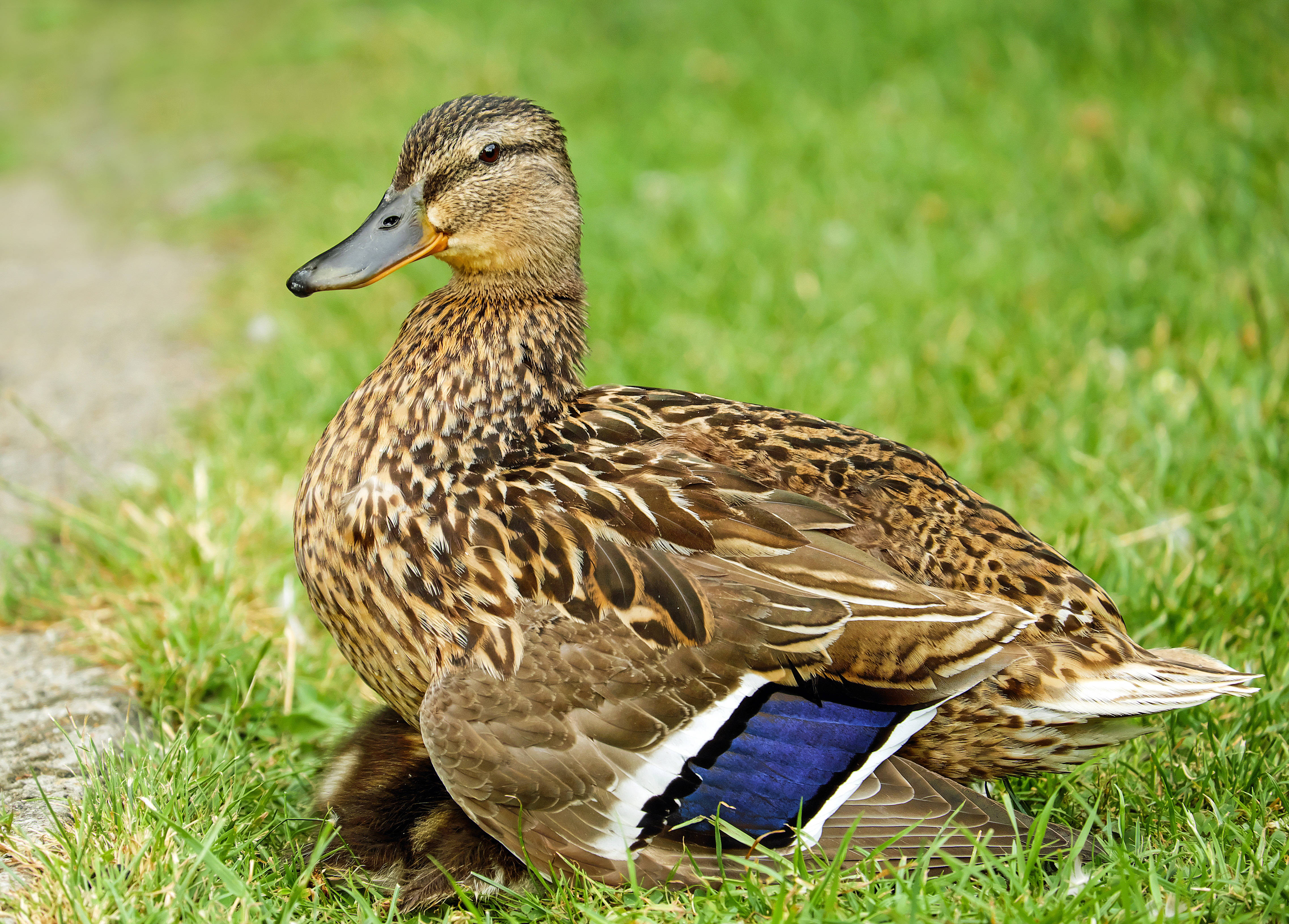 female mallard duck, vibrant green grass, gravel path, 4K Desktop Wallpaper