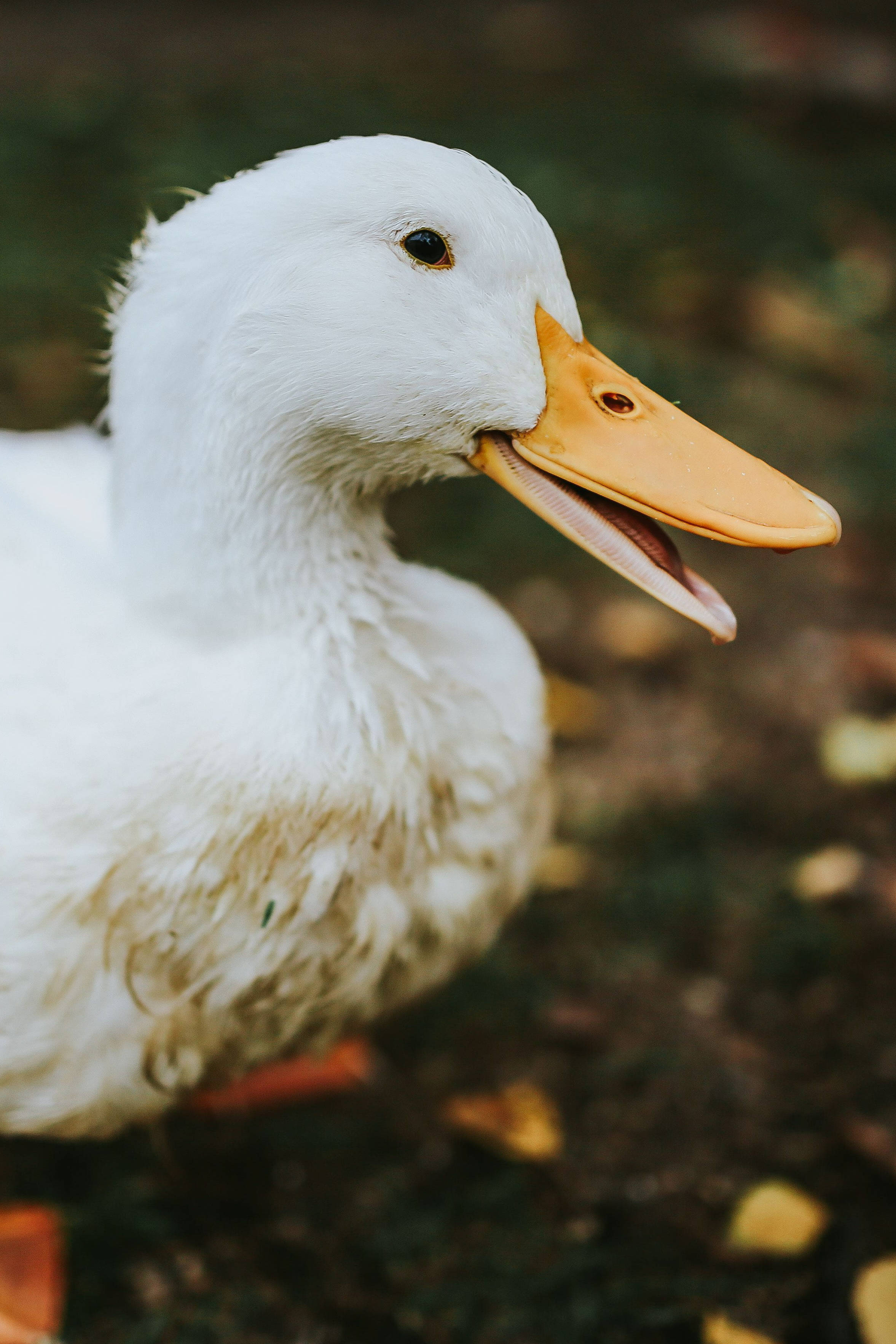 white duck, open beak, autumn leaves, 2K Phone Wallpaper