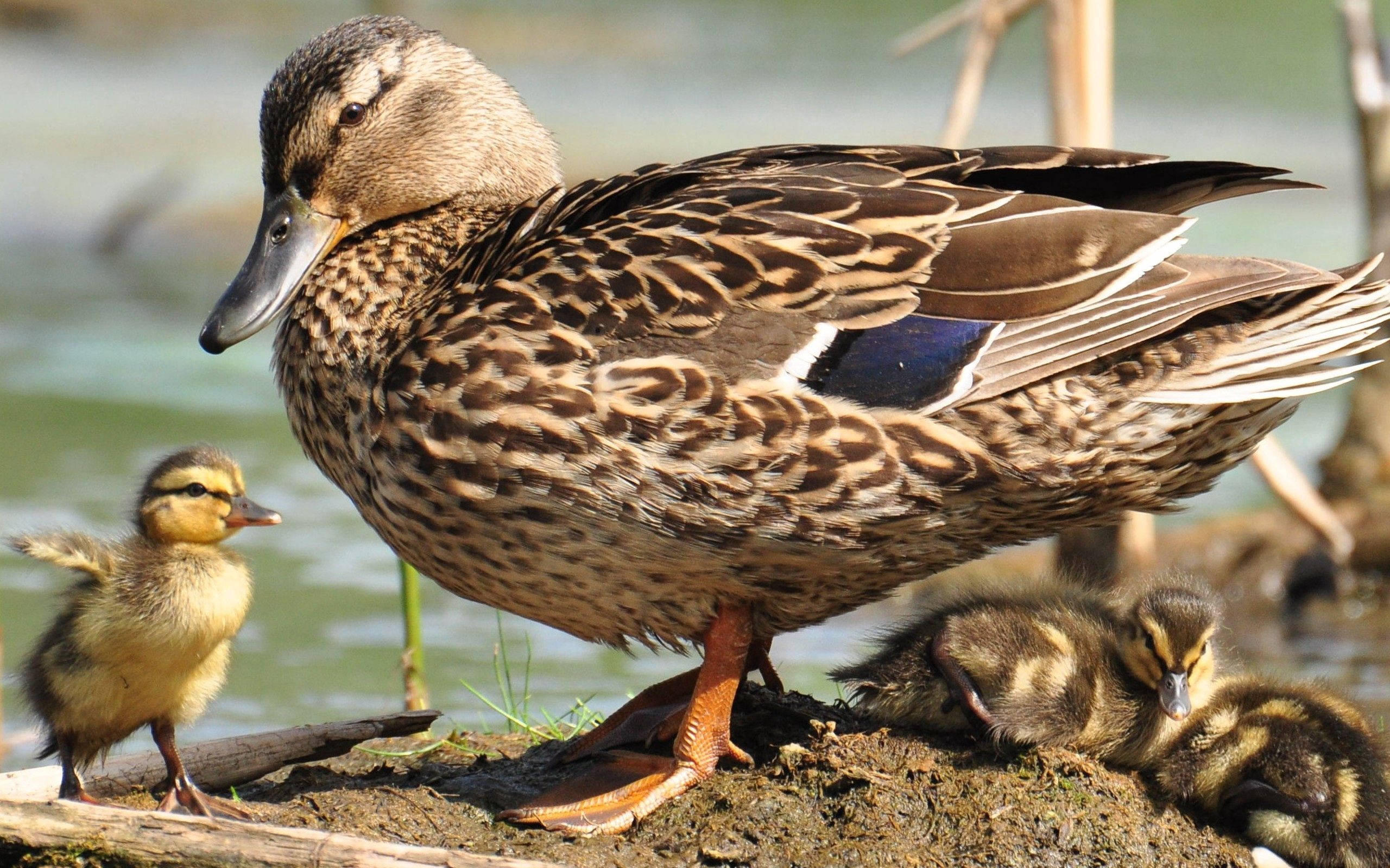 female mallard duck, ducklings, muddy bank, 2K Desktop Wallpaper
