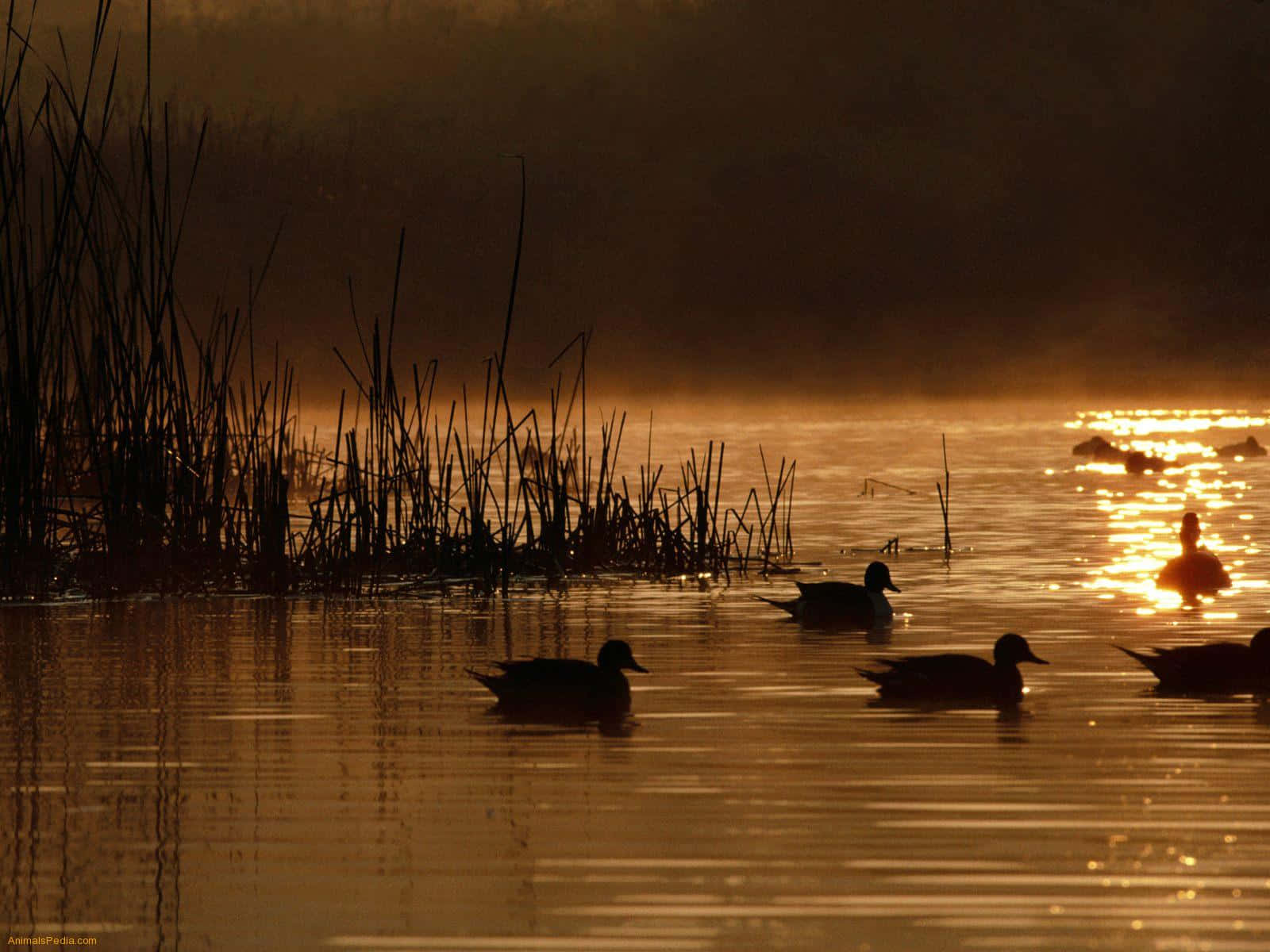 Duck Hunt, silhouetted ducks, misty dawn lake, HD Desktop Wallpaper