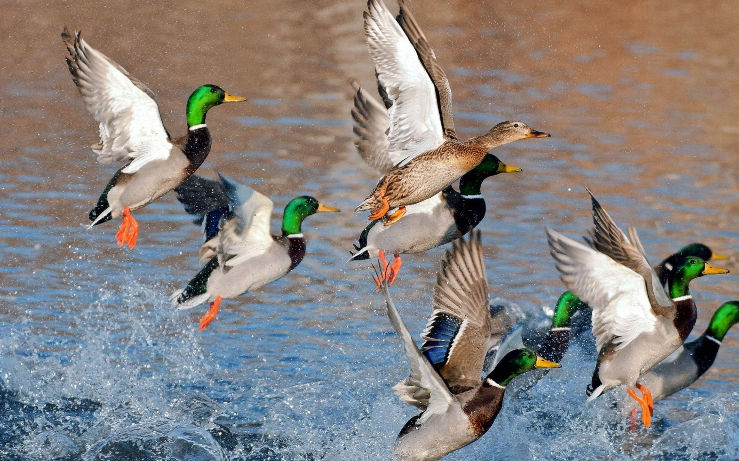 colorful mallard duck, flock of mallard ducks, water, 2K Desktop Wallpaper