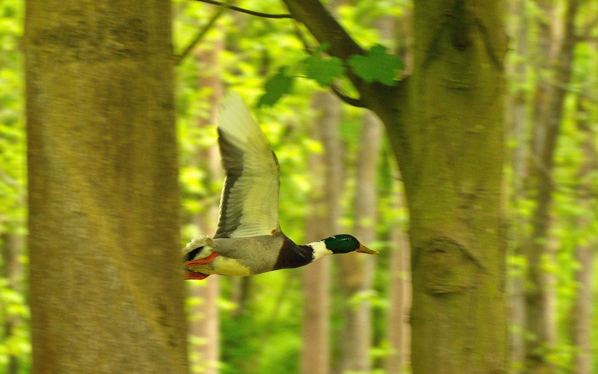 flying mallard duck, sunlit forest, blurred tree trunks, Full HD Desktop Wallpaper
