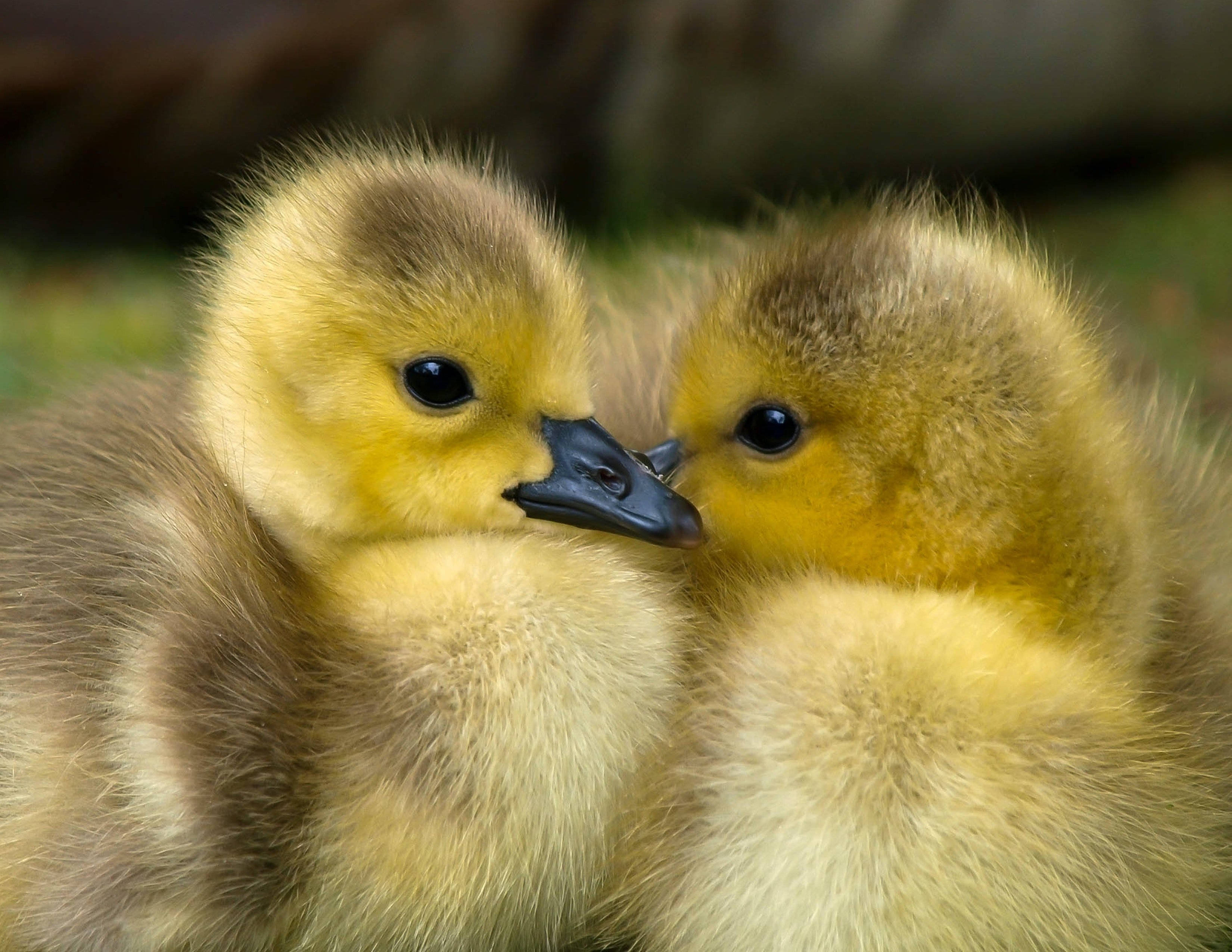two cute ducks, fluffy yellow goslings, soft downy feathers, 2K Desktop Wallpaper